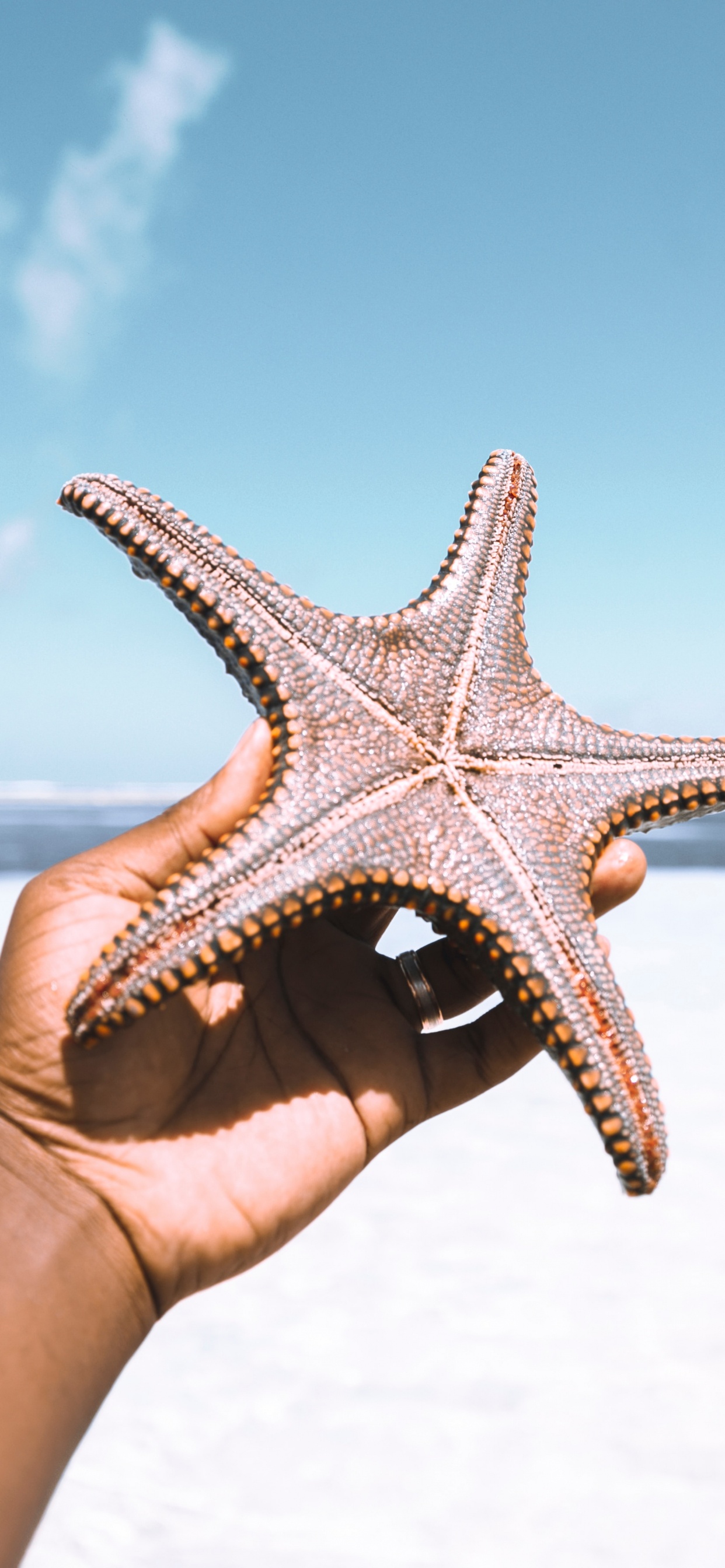 Person Holding White and Brown Starfish Under Blue Sky During Daytime. Wallpaper in 1242x2688 Resolution