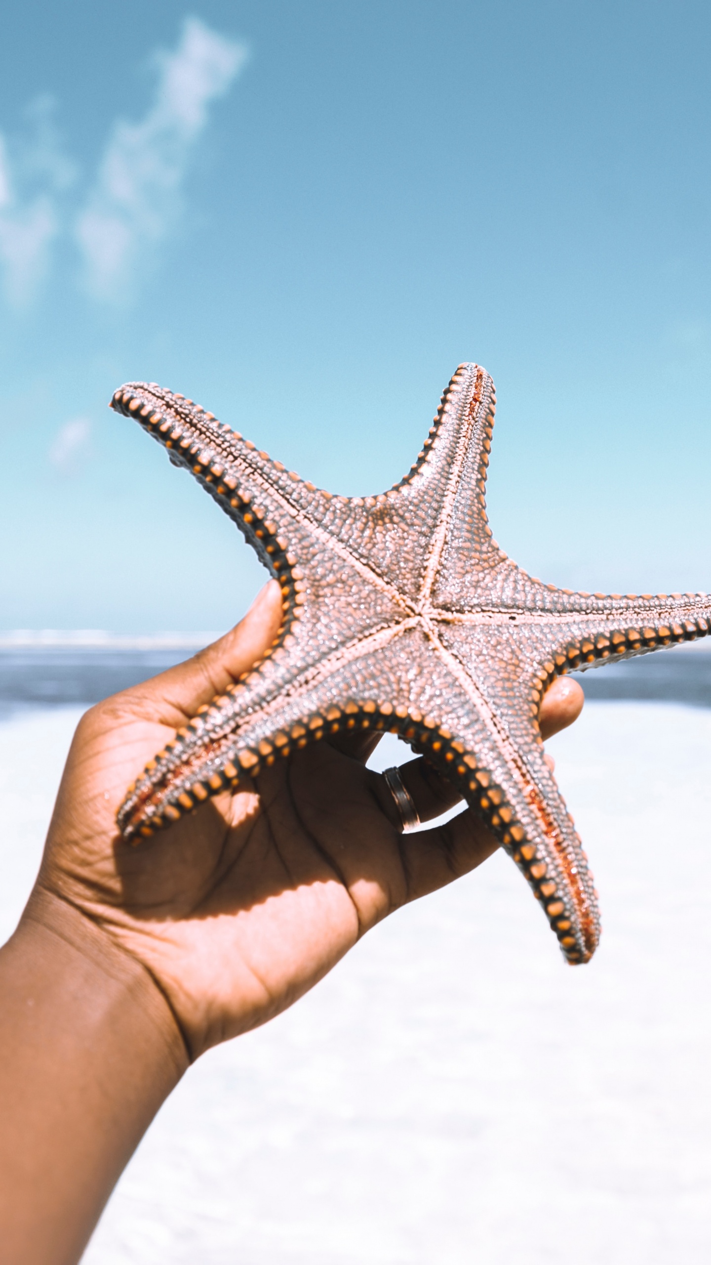 Person Holding White and Brown Starfish Under Blue Sky During Daytime. Wallpaper in 1440x2560 Resolution