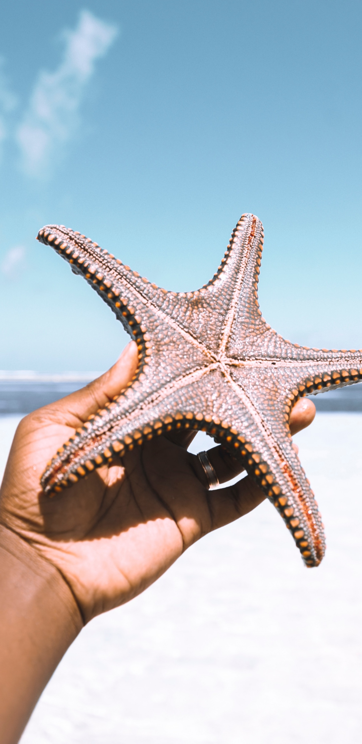 Person Holding White and Brown Starfish Under Blue Sky During Daytime. Wallpaper in 1440x2960 Resolution