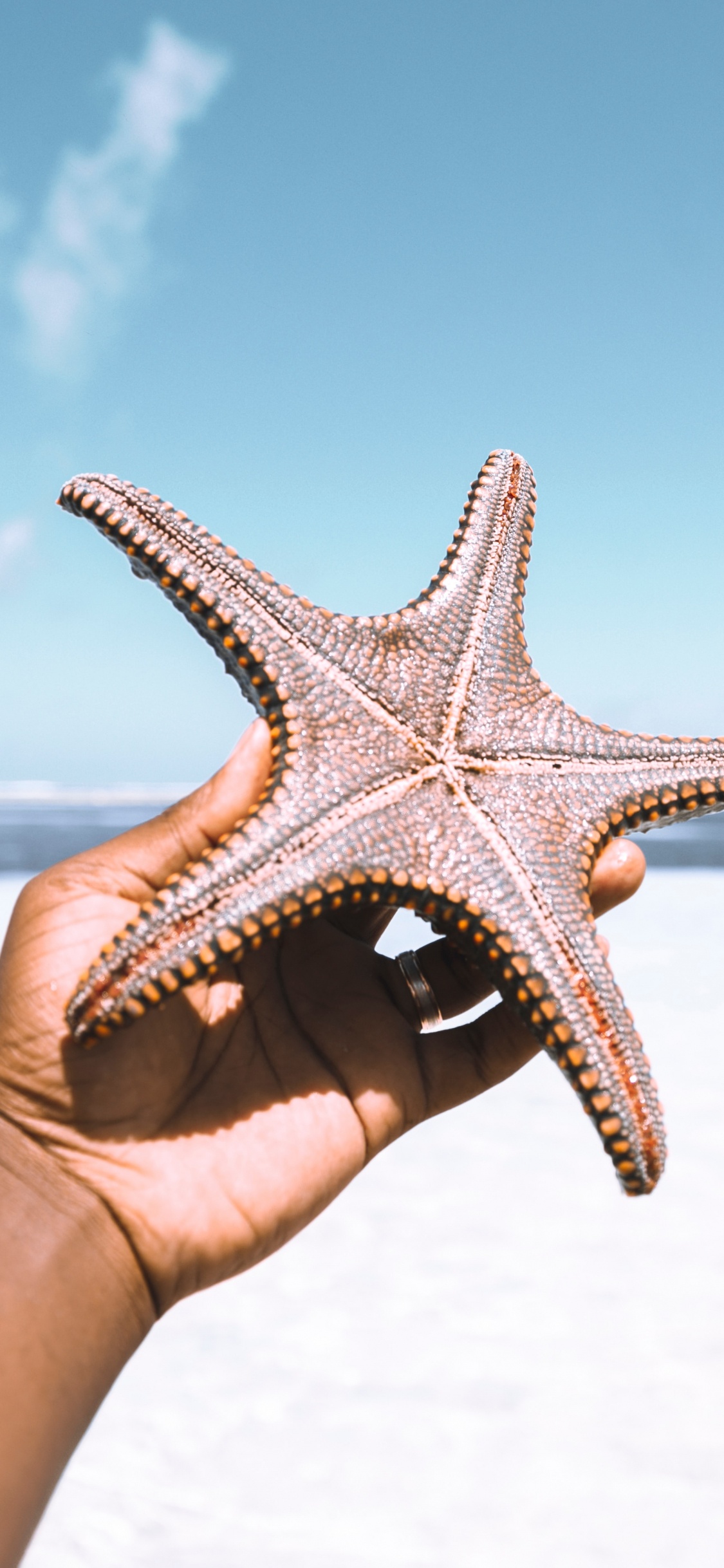 Persona Sosteniendo Una Estrella de Mar Blanca y Marrón Bajo un Cielo Azul Durante el Día. Wallpaper in 1125x2436 Resolution