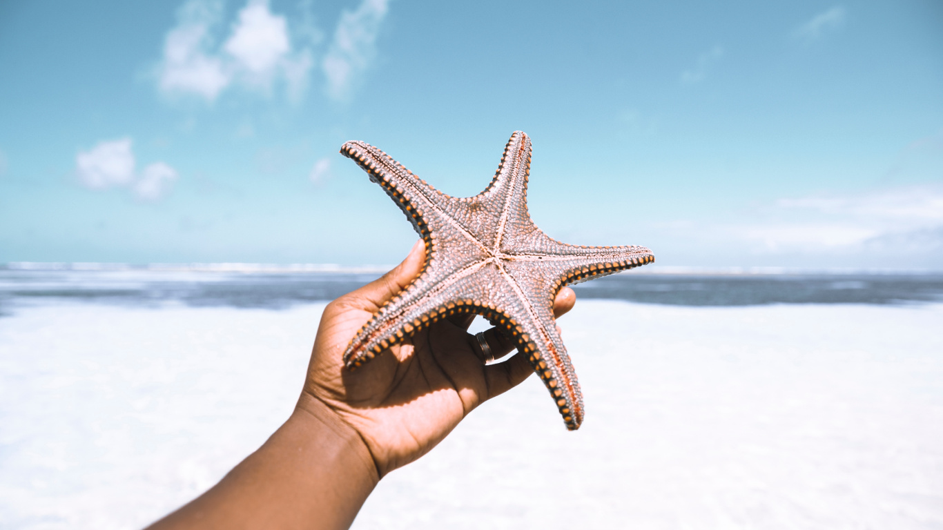 Persona Sosteniendo Una Estrella de Mar Blanca y Marrón Bajo un Cielo Azul Durante el Día. Wallpaper in 1366x768 Resolution