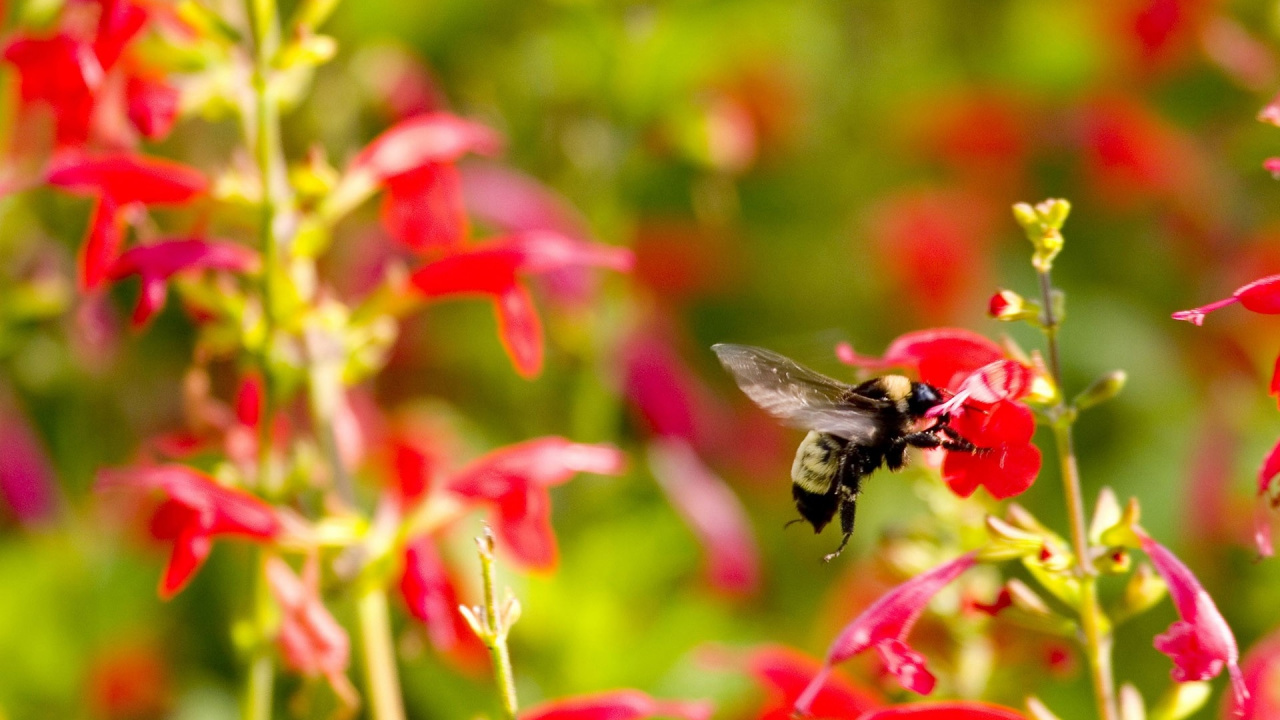 Schwarze Und Rote Biene Auf Roter Blume. Wallpaper in 1280x720 Resolution