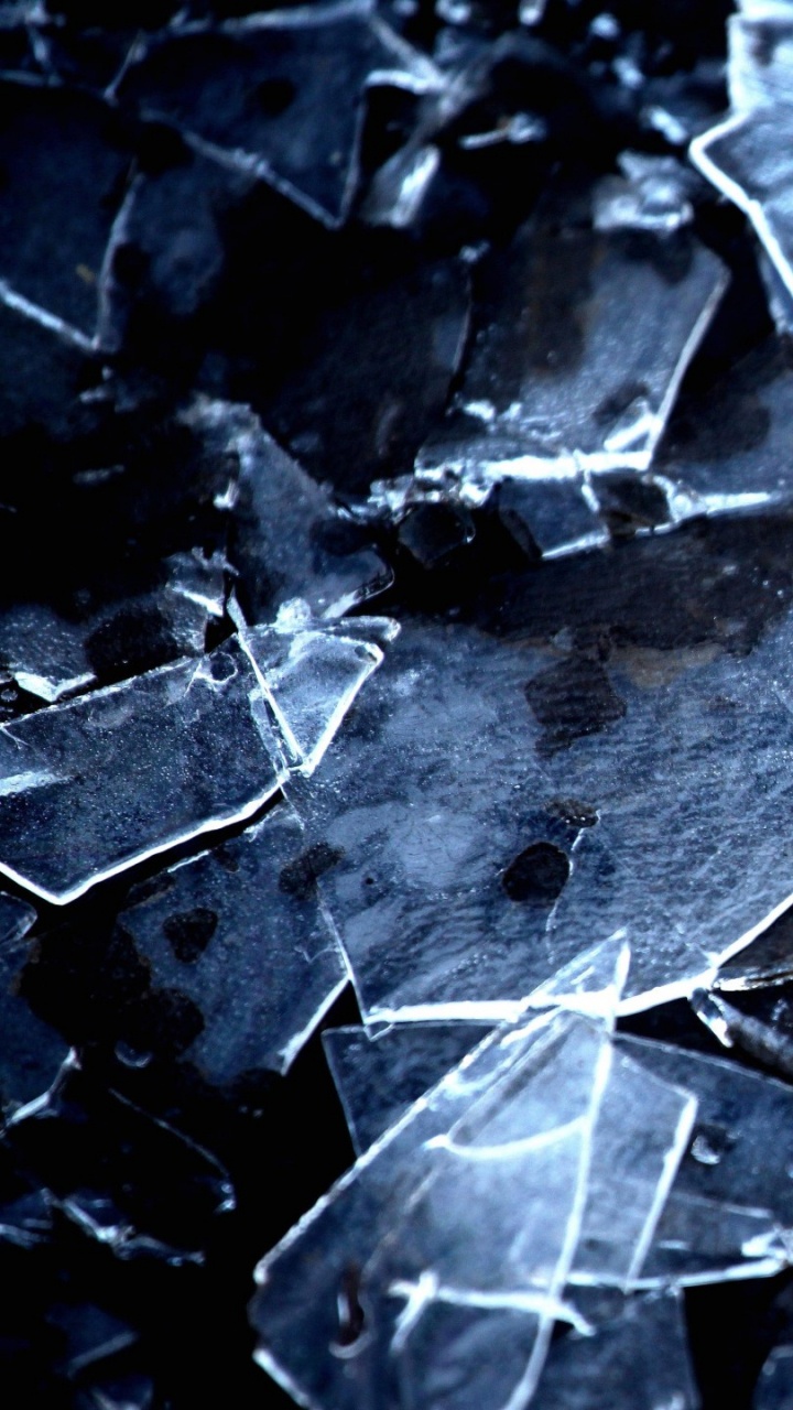 Grayscale Photo of Dried Leaves. Wallpaper in 720x1280 Resolution