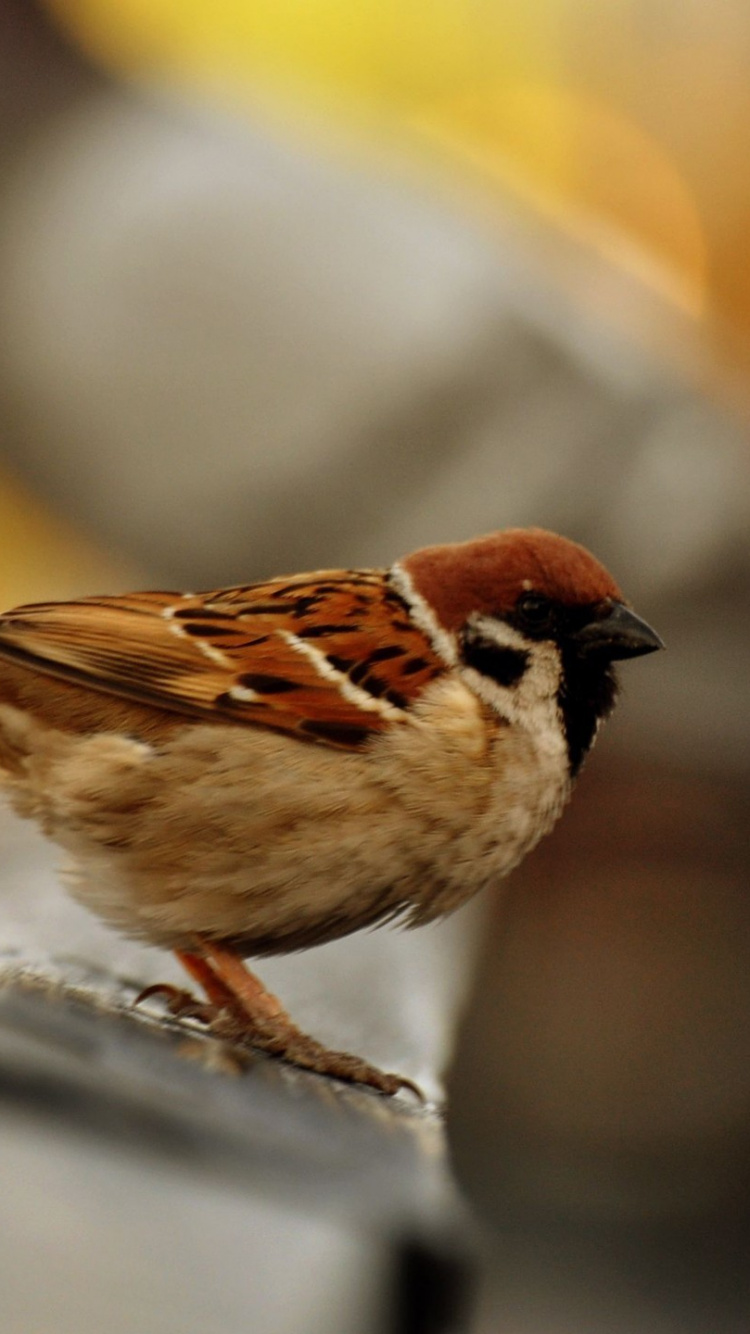 Brown and White Bird on Tree Branch. Wallpaper in 750x1334 Resolution