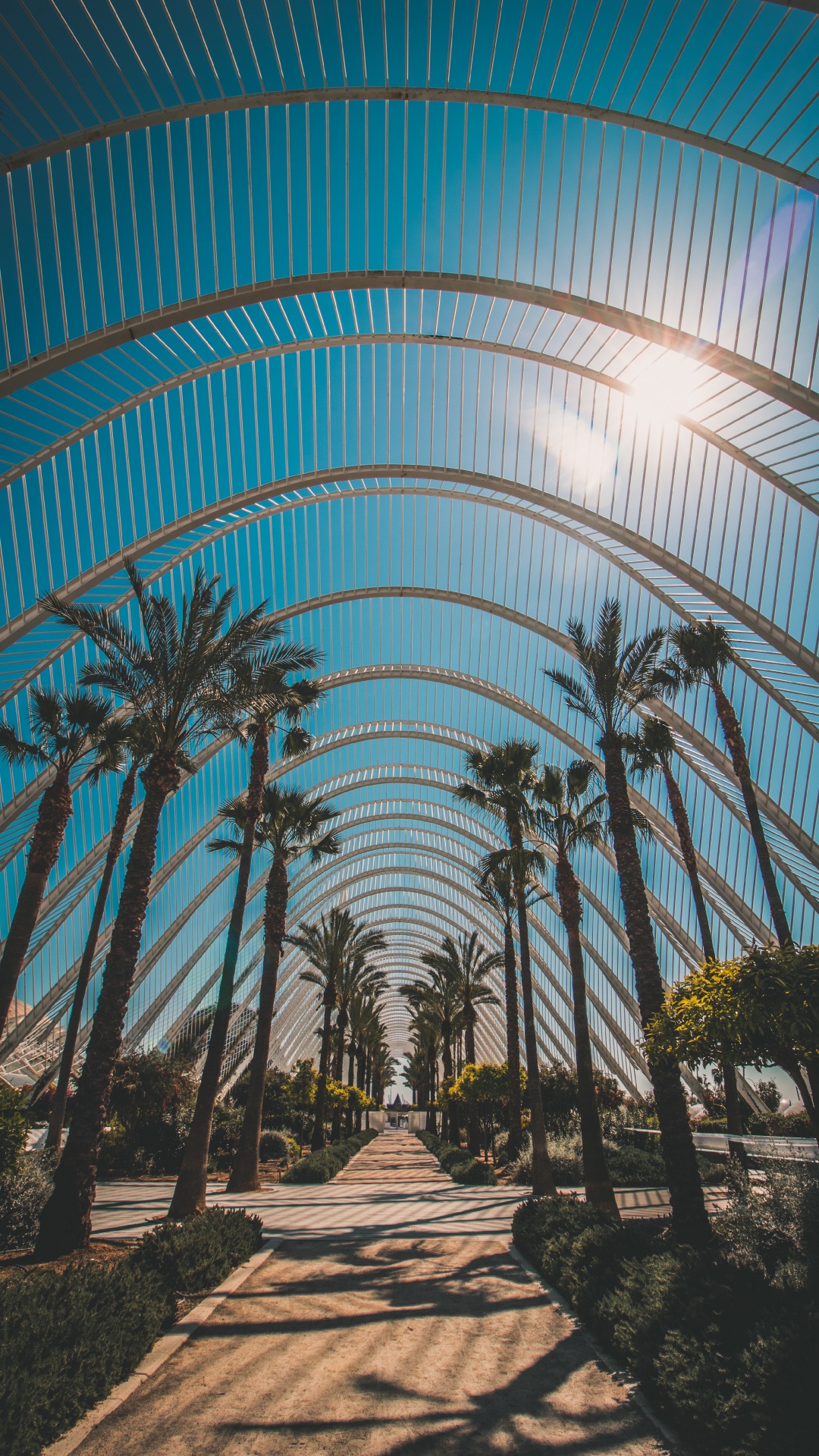 Architecture, Tree, Botany, Palm Tree, Woody Plant. Wallpaper in 1080x1920 Resolution