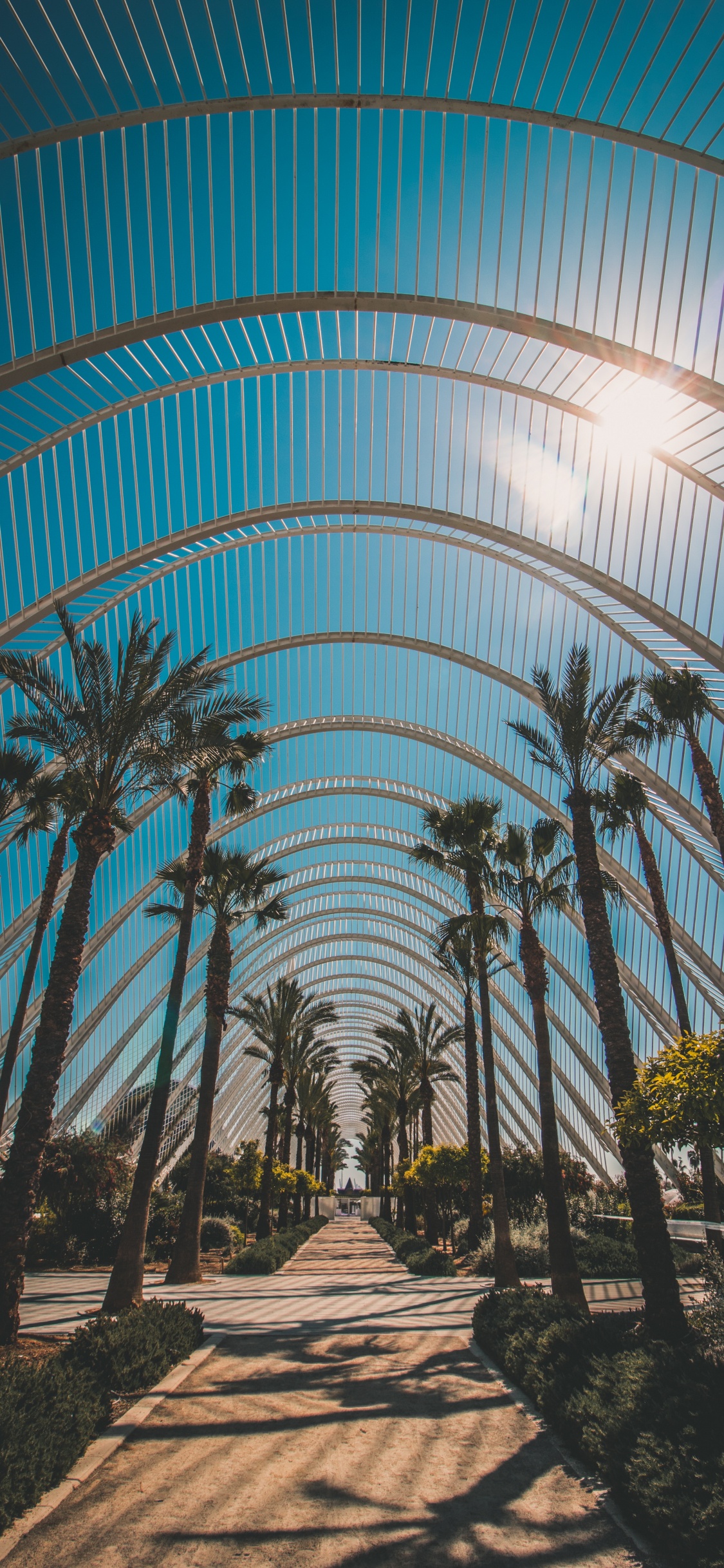 Architecture, Tree, Botany, Palm Tree, Woody Plant. Wallpaper in 1125x2436 Resolution