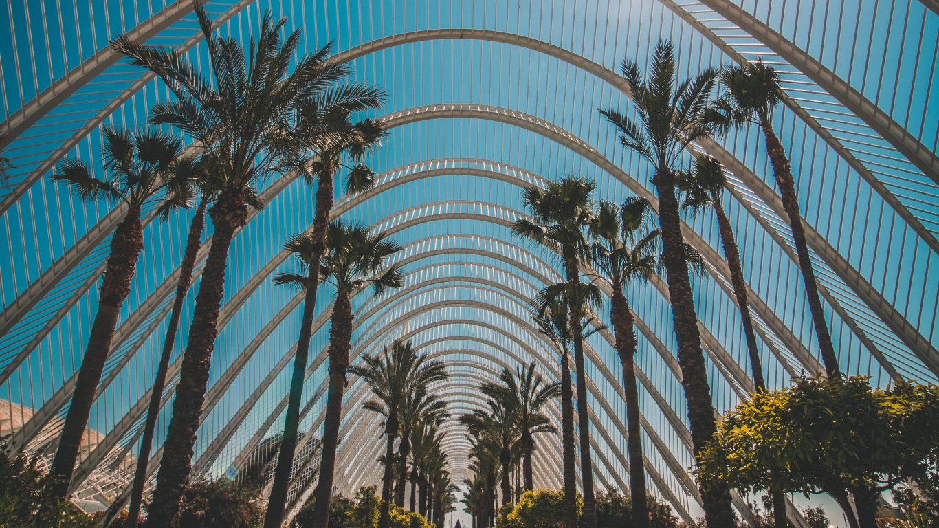 Architecture, Tree, Botany, Palm Tree, Woody Plant. Wallpaper in 1366x768 Resolution