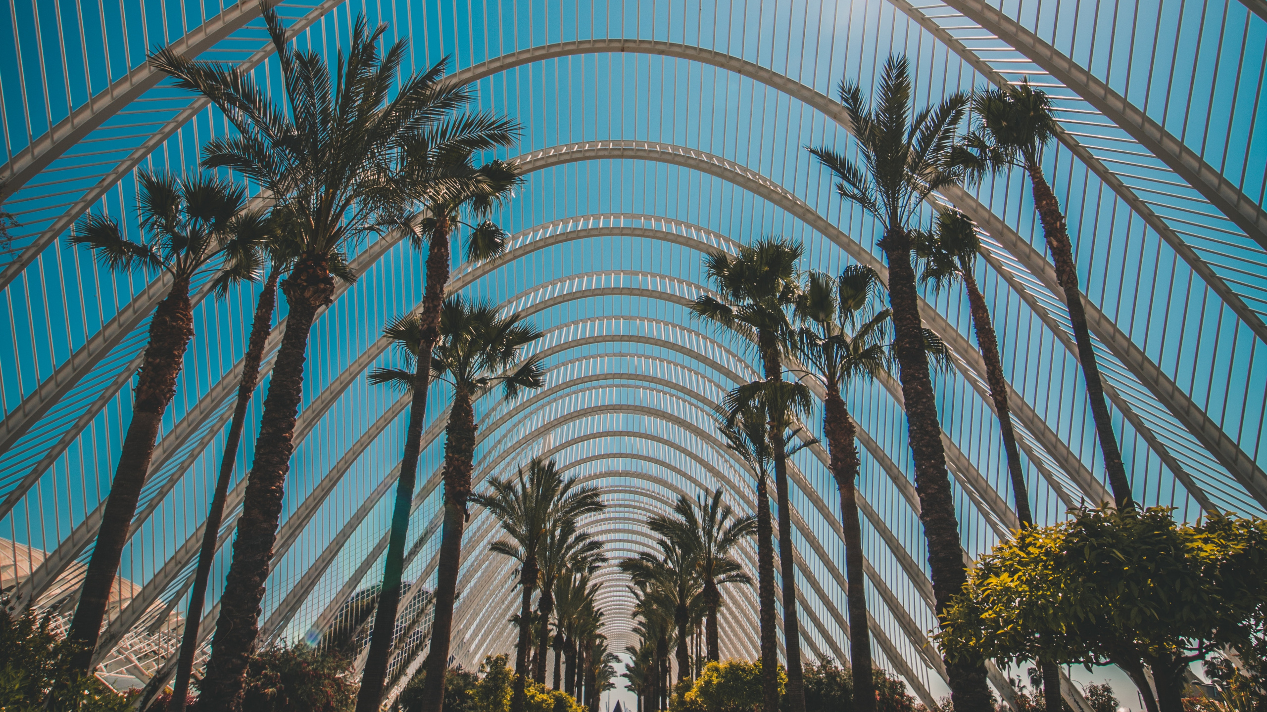 Architecture, Tree, Botany, Palm Tree, Woody Plant. Wallpaper in 2560x1440 Resolution