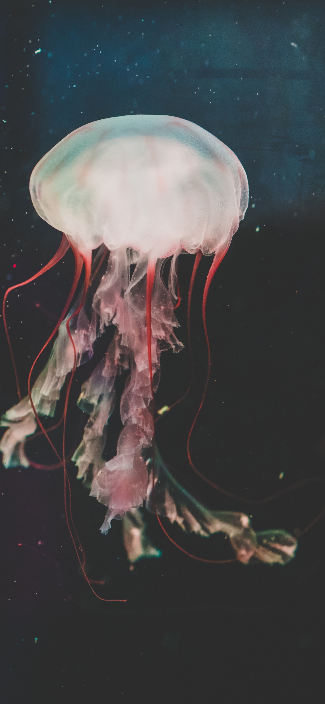 水母, 刺胞动物门, 海洋无脊椎动物, 生物发光, 浮游生物 壁纸 1125x2436 允许