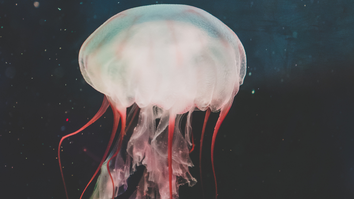 水母, 刺胞动物门, 海洋无脊椎动物, 生物发光, 浮游生物 壁纸 1366x768 允许