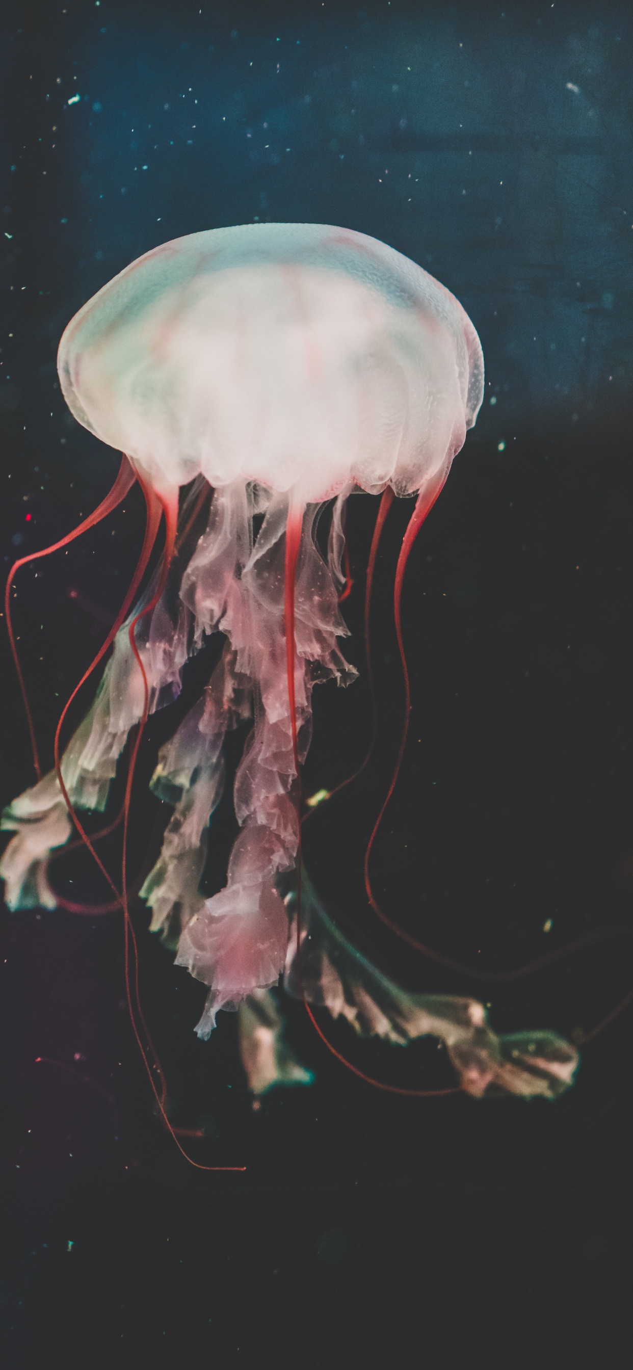 Pink Jellyfish in Water During Daytime. Wallpaper in 1242x2688 Resolution