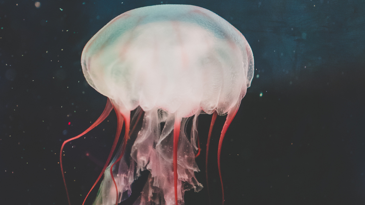 Pink Jellyfish in Water During Daytime. Wallpaper in 1280x720 Resolution