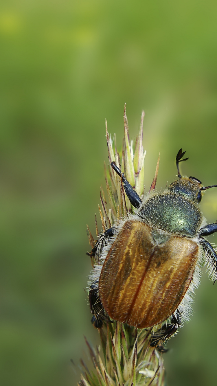 Scarabée Bleu et Brun Perché Sur Une Fleur Brune en Photographie Rapprochée Pendant la Journée. Wallpaper in 750x1334 Resolution