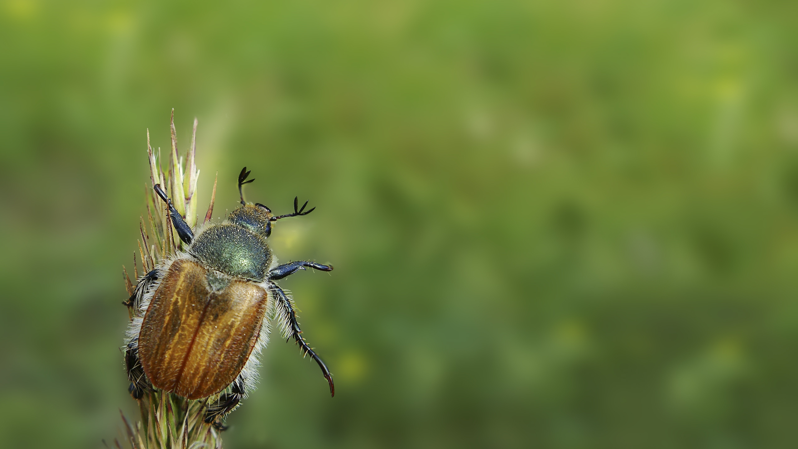 Blue and Brown Beetle Perched on Brown Flower in Close up Photography During Daytime. Wallpaper in 2560x1440 Resolution