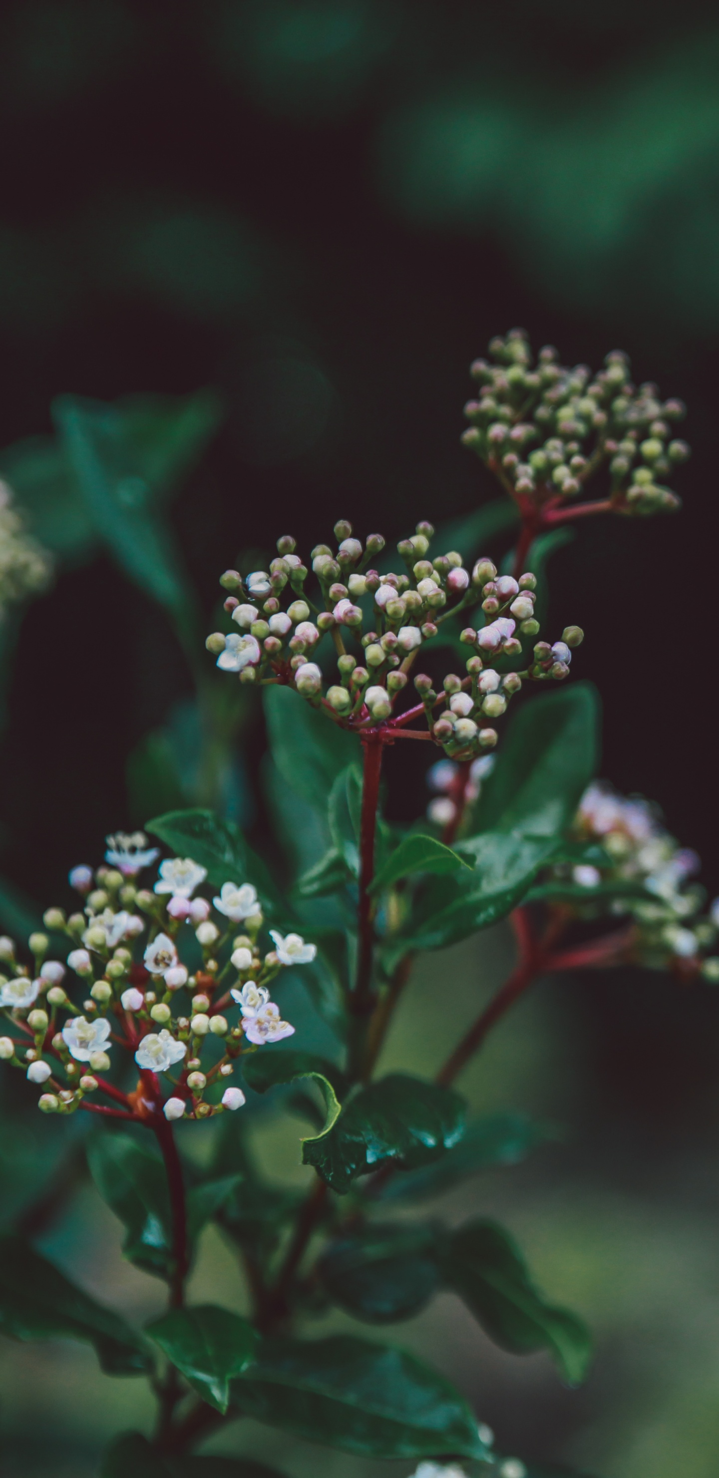 Red and White Flowers in Tilt Shift Lens. Wallpaper in 1440x2960 Resolution