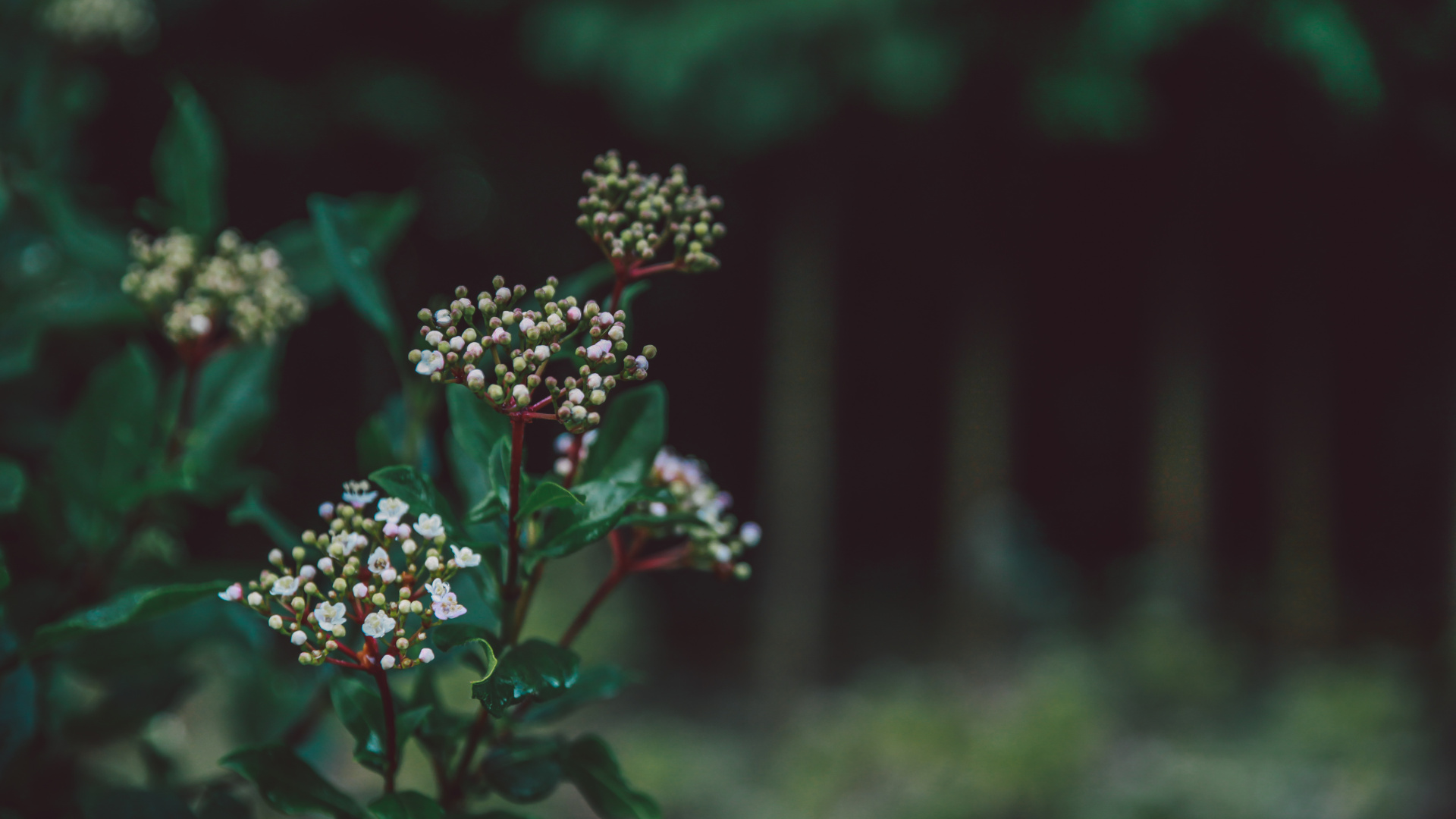 Red and White Flowers in Tilt Shift Lens. Wallpaper in 1920x1080 Resolution