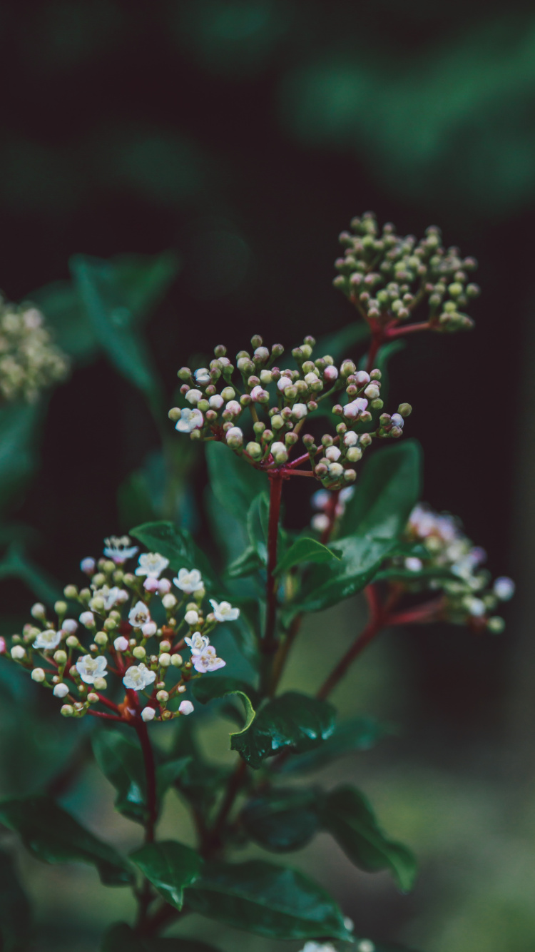 Red and White Flowers in Tilt Shift Lens. Wallpaper in 750x1334 Resolution