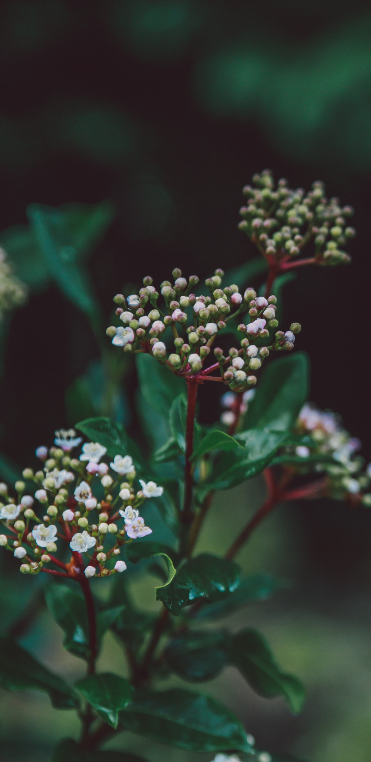 Fleurs Rouges et Blanches Dans L'objectif à Basculement. Wallpaper in 1440x2960 Resolution
