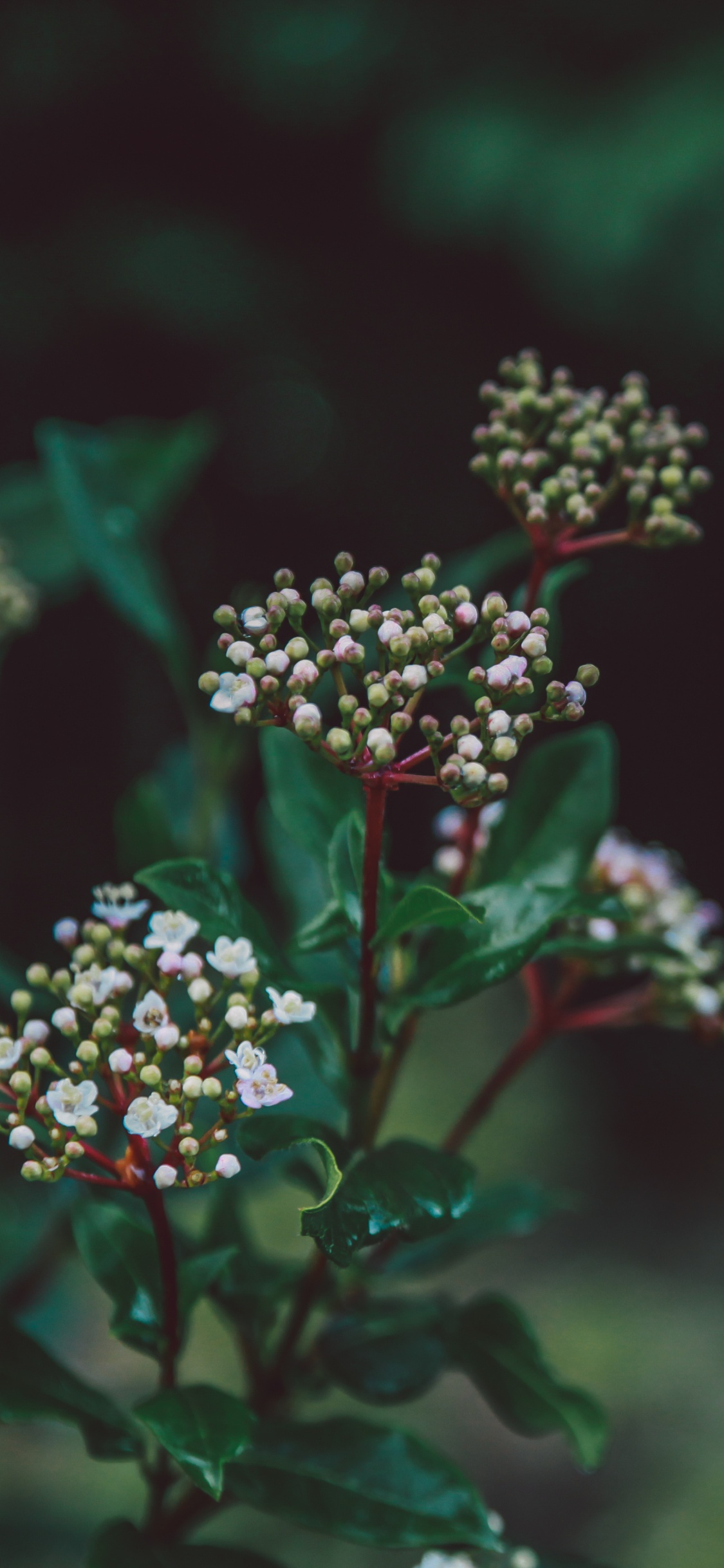 绿色的, 弹簧, 野花, 诺基亚Lumia 630, 显花植物 壁纸 1125x2436 允许