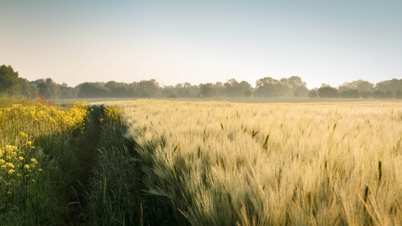 Green Grass Field Under Blue Sky During Daytime. Wallpaper in 1280x720 Resolution