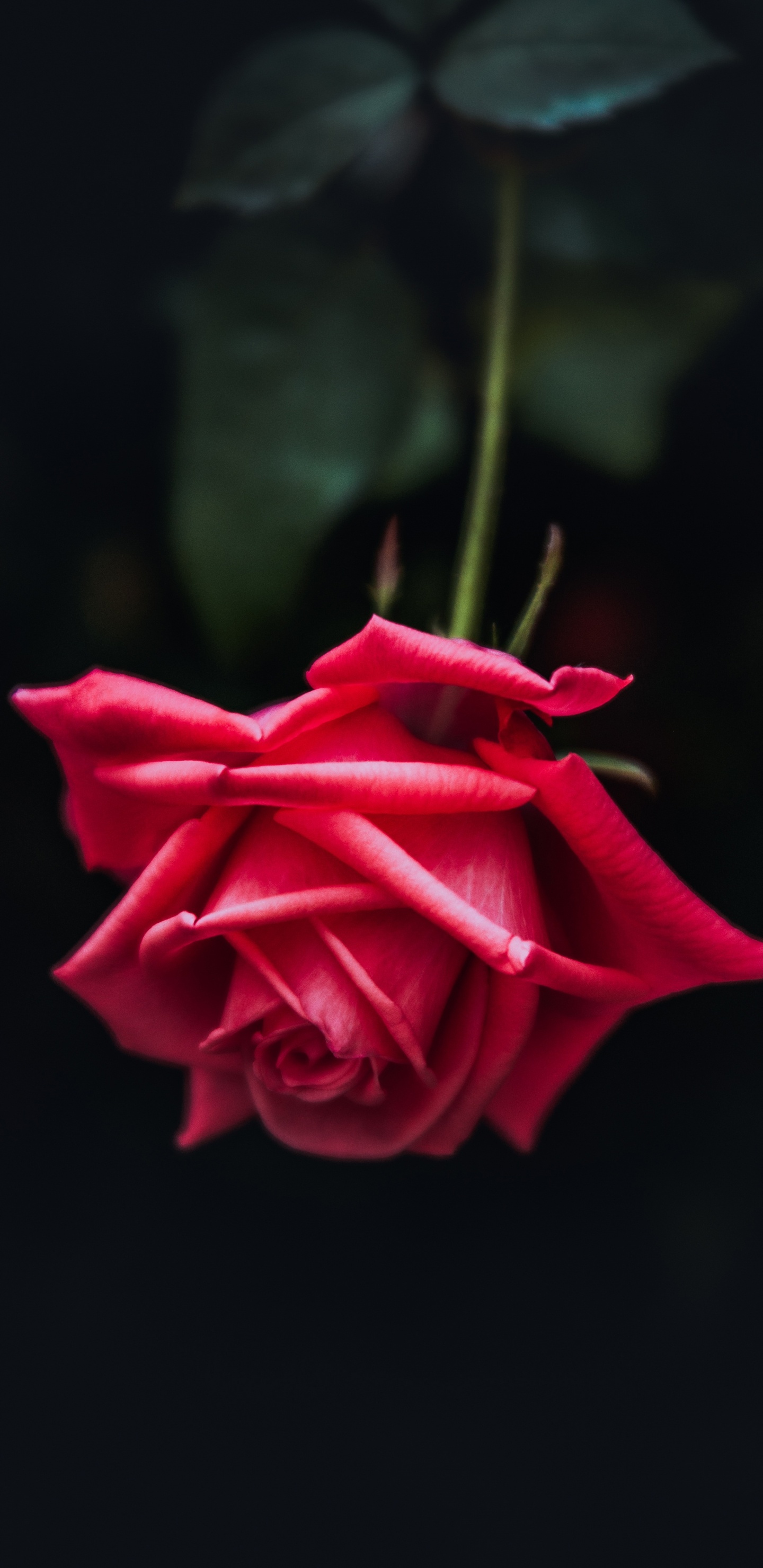Red Rose in Close up Photography. Wallpaper in 1440x2960 Resolution