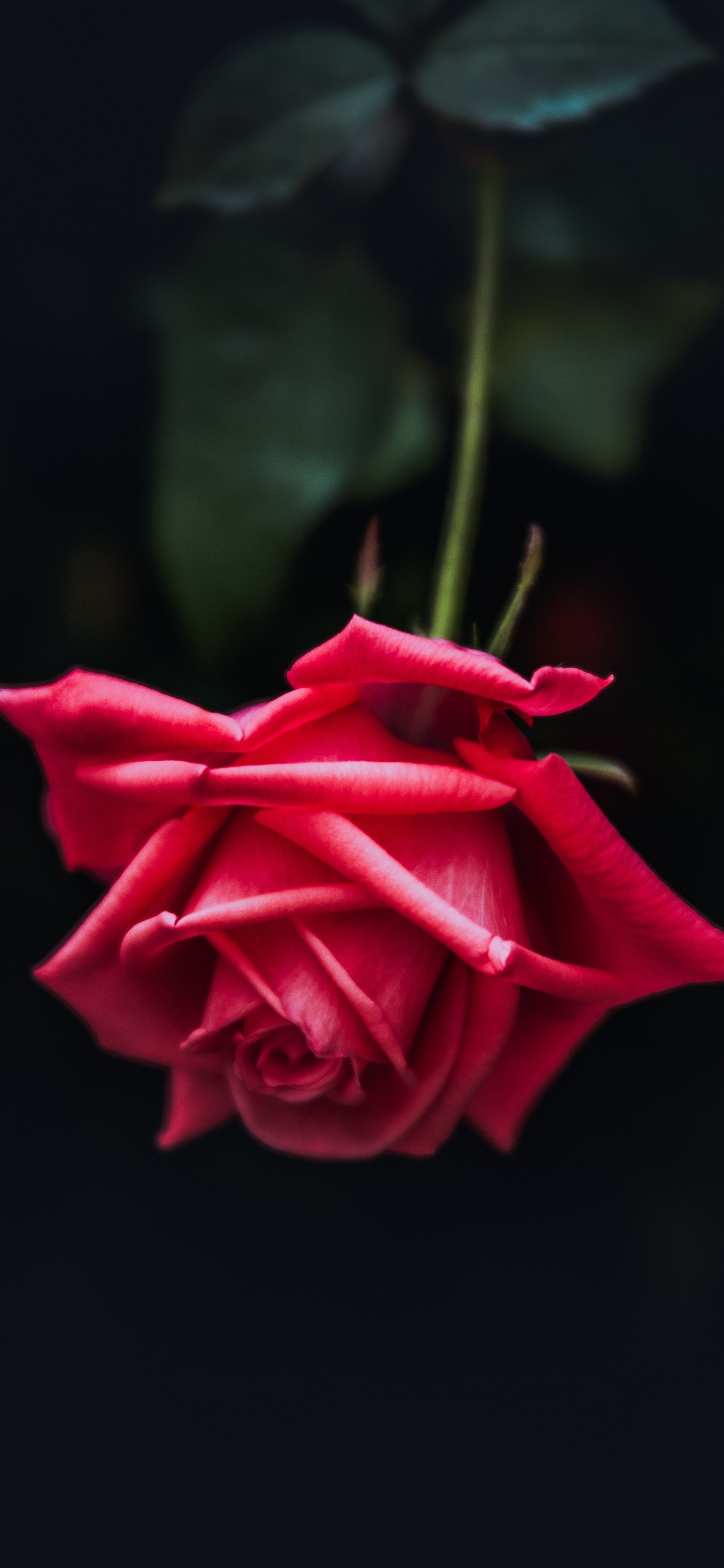 Rote Rose in Nahaufnahmen. Wallpaper in 1242x2688 Resolution