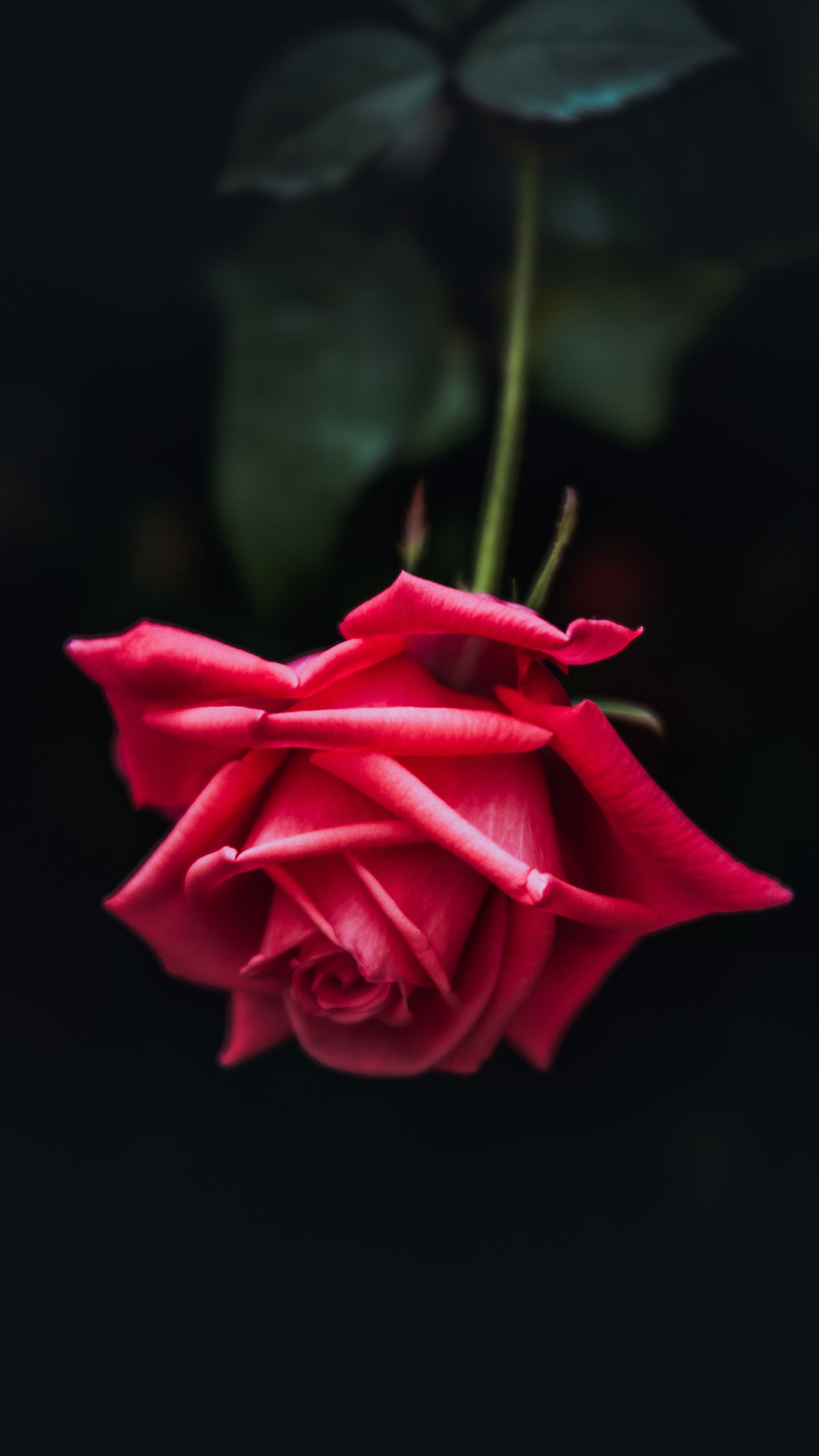 Rosa Roja en Fotografía de Cerca. Wallpaper in 1440x2560 Resolution