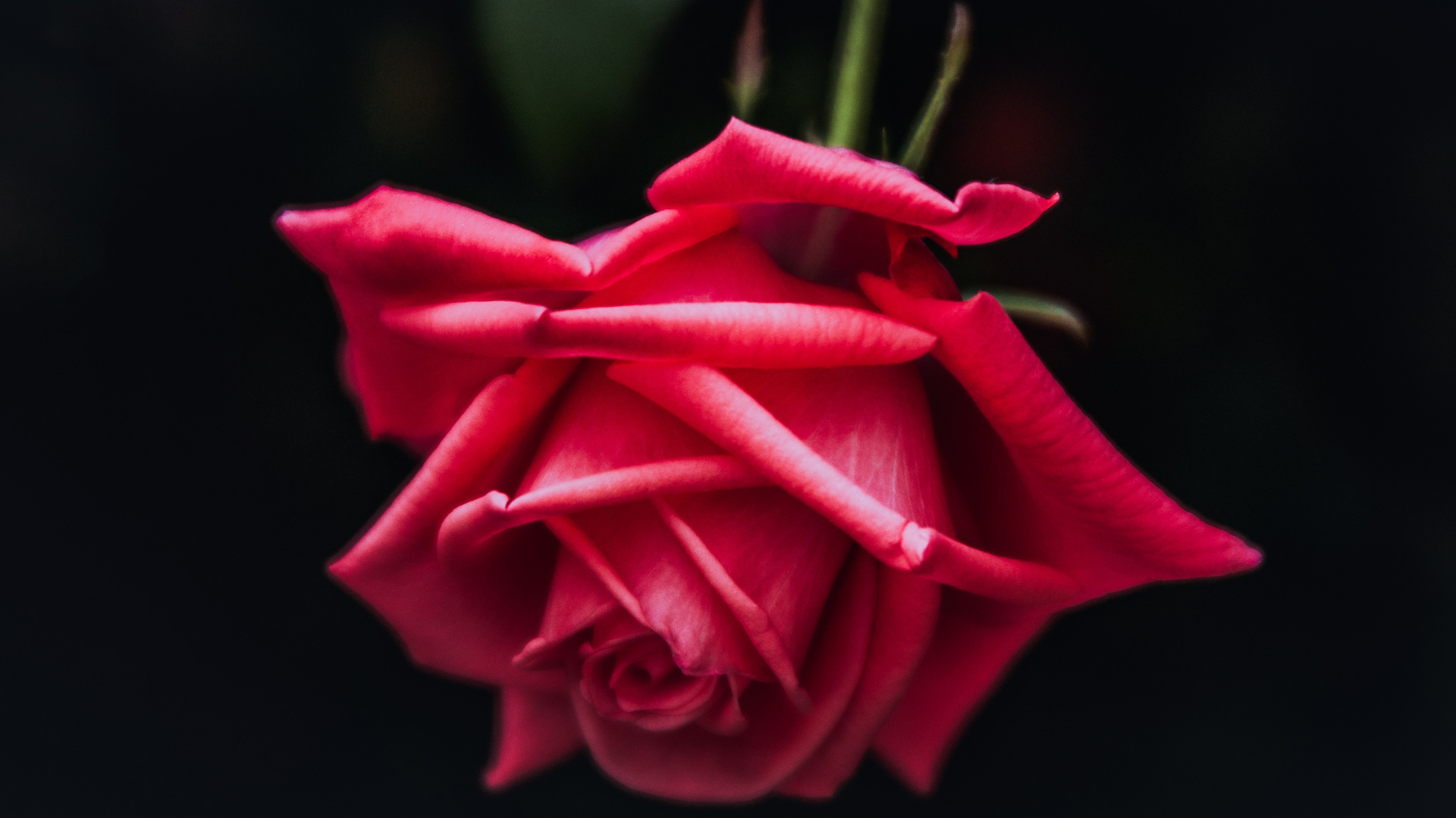 Rose Rouge en Photographie Rapprochée. Wallpaper in 1920x1080 Resolution