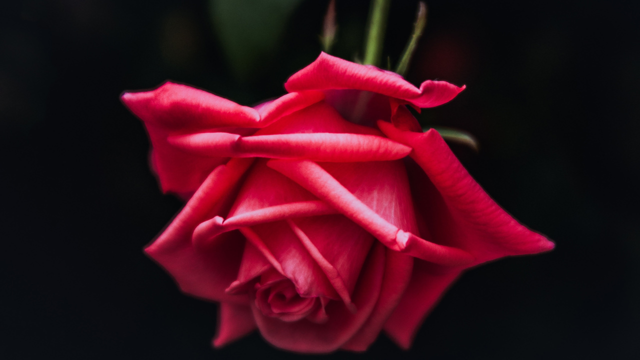 红色的, 粉红色, 玫瑰花园, 玫瑰家庭, 显花植物 壁纸 1280x720 允许