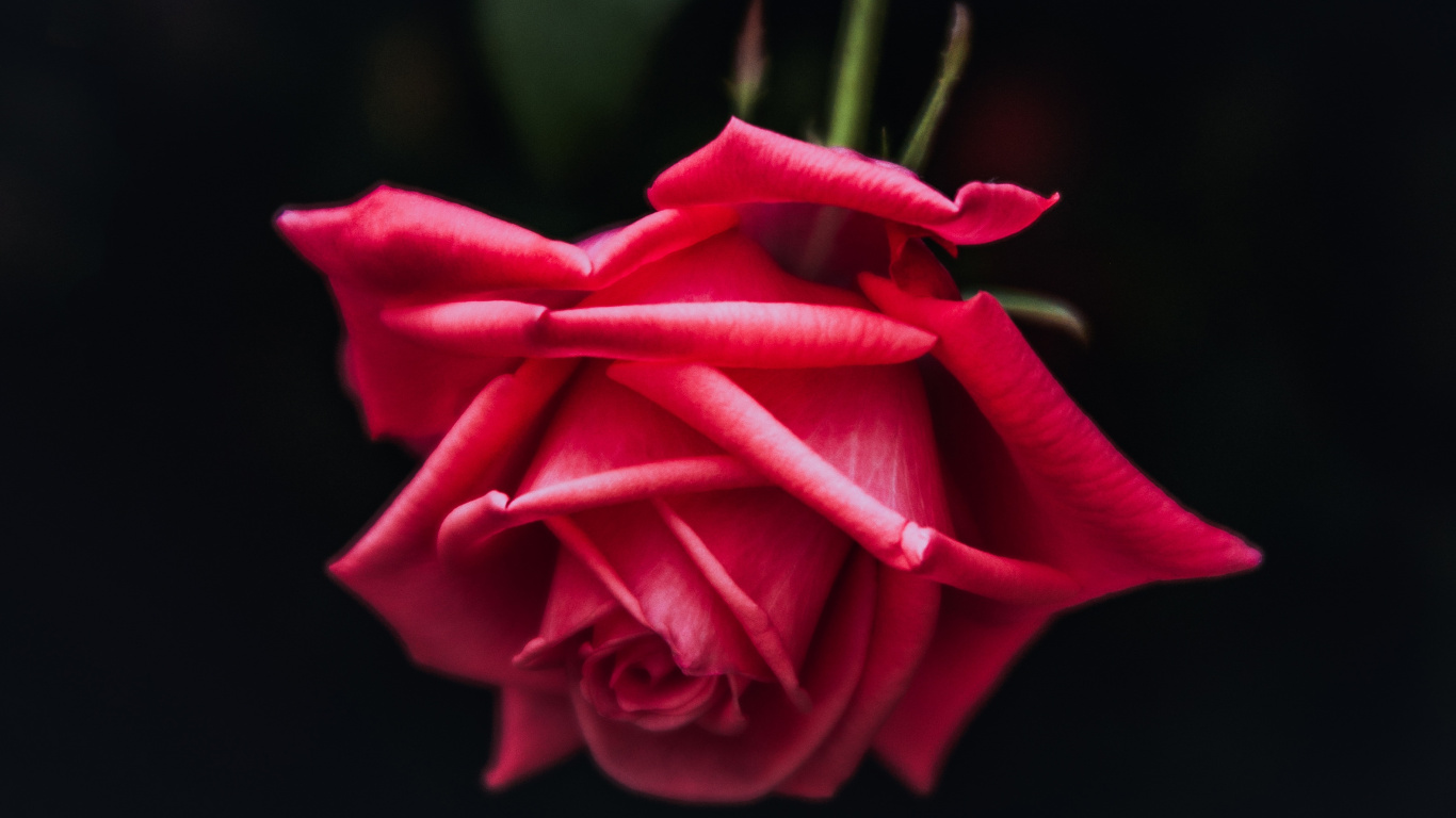 红色的, 粉红色, 玫瑰花园, 玫瑰家庭, 显花植物 壁纸 1366x768 允许