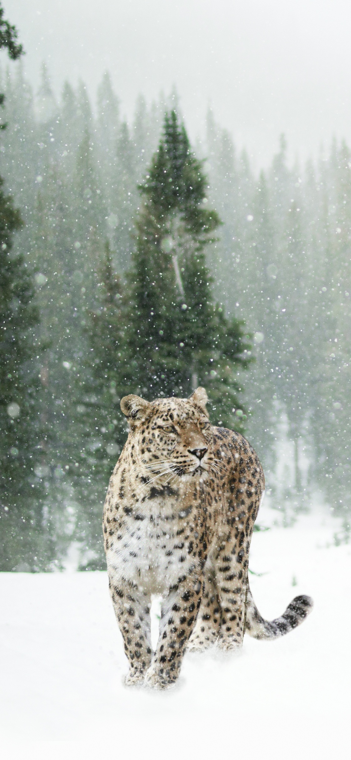 Brauner Und Schwarzer Leopard, Der Tagsüber Auf Schneebedecktem Boden Läuft. Wallpaper in 1125x2436 Resolution