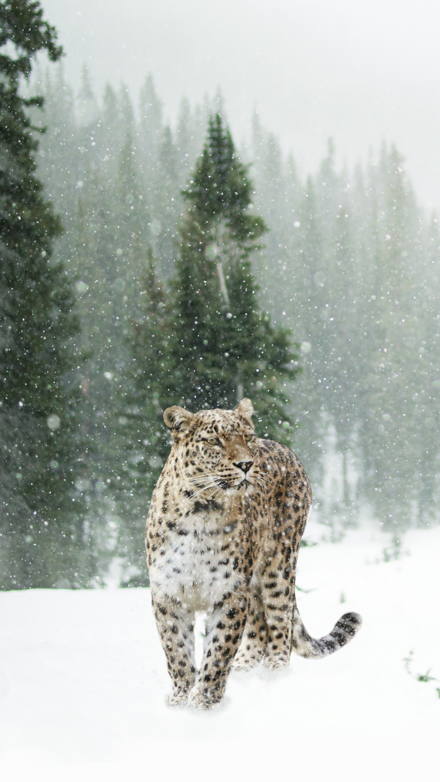 Brown and Black Leopard Walking on Snow Covered Ground During Daytime. Wallpaper in 1440x2560 Resolution