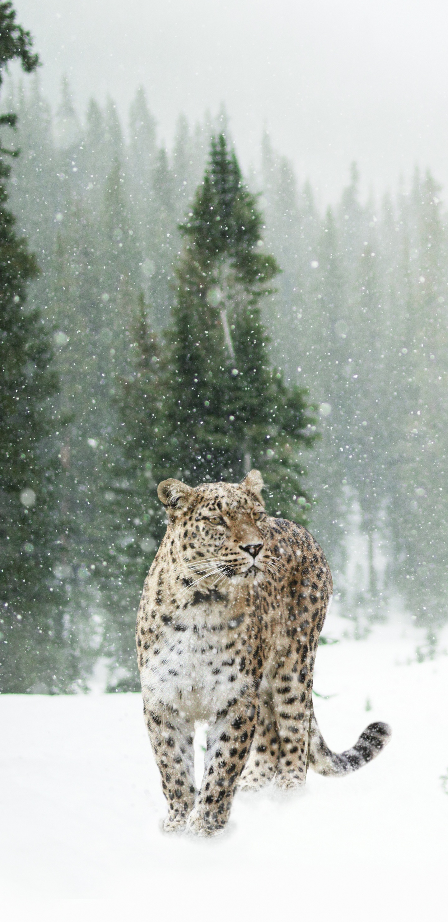 Brown and Black Leopard Walking on Snow Covered Ground During Daytime. Wallpaper in 1440x2960 Resolution