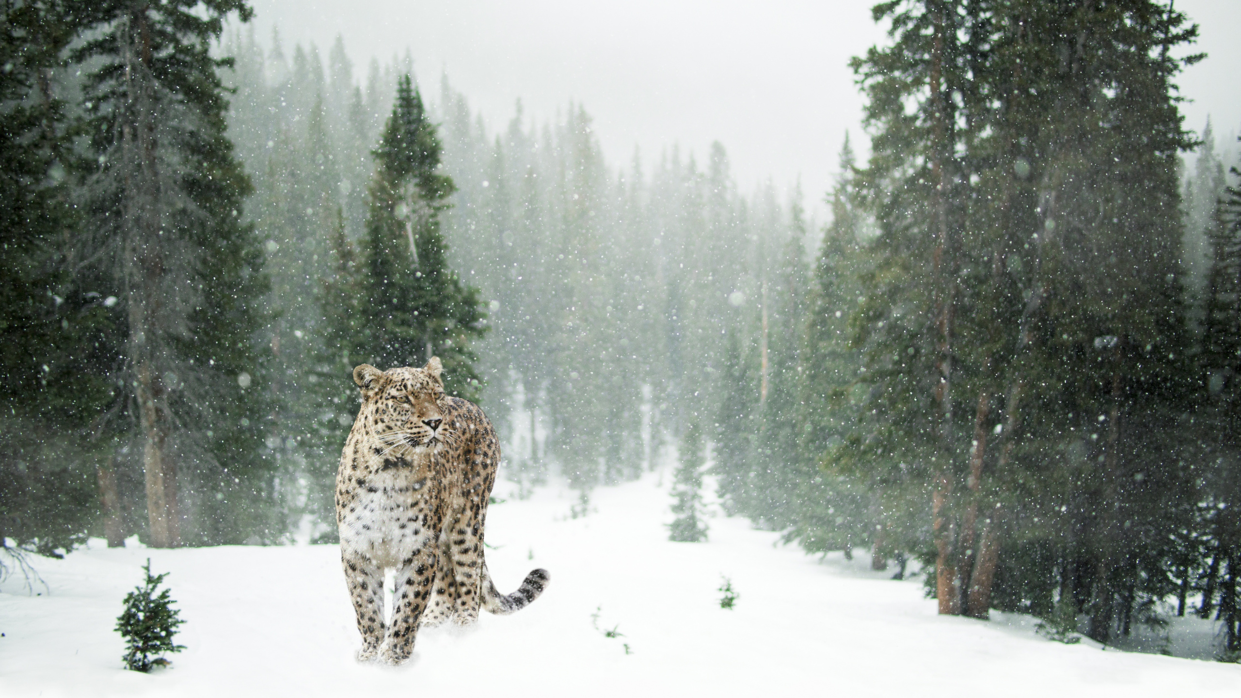 Brown and Black Leopard Walking on Snow Covered Ground During Daytime. Wallpaper in 2560x1440 Resolution