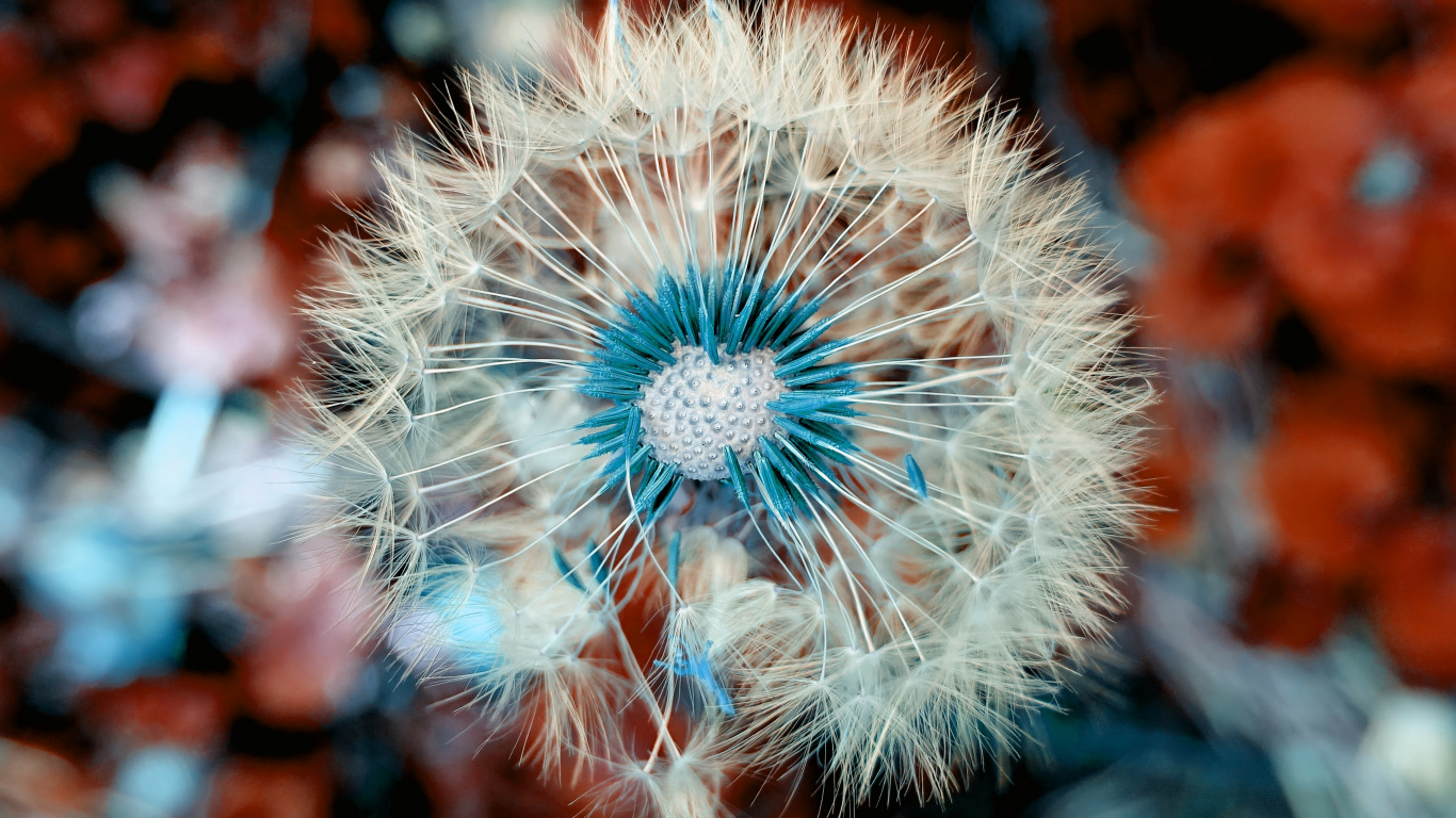 White Dandelion in Close up Photography. Wallpaper in 1366x768 Resolution