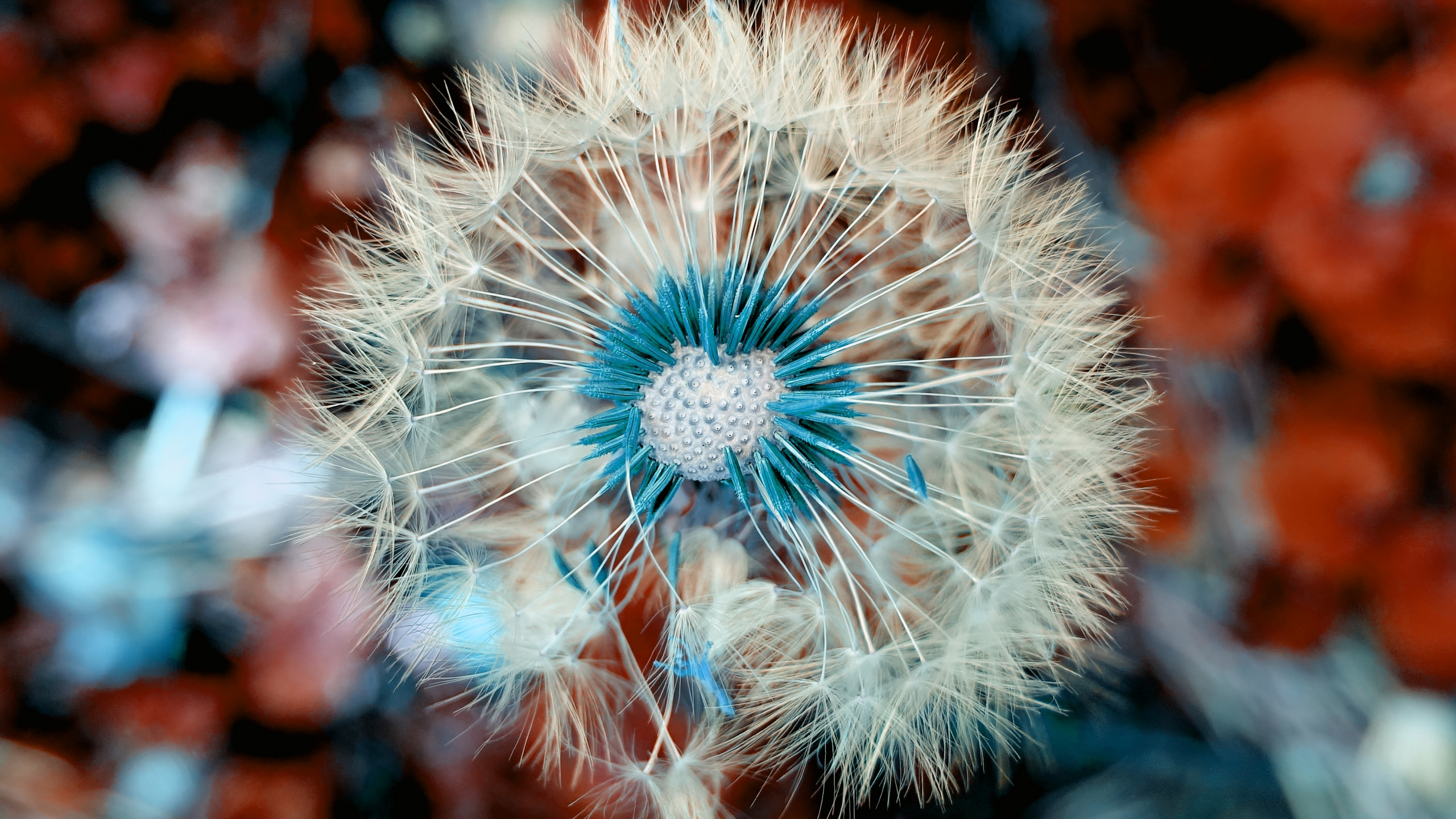 White Dandelion in Close up Photography. Wallpaper in 2560x1440 Resolution