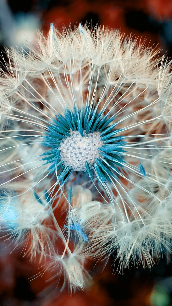 蒲公英, 花粉, 关闭了 壁纸 720x1280 允许