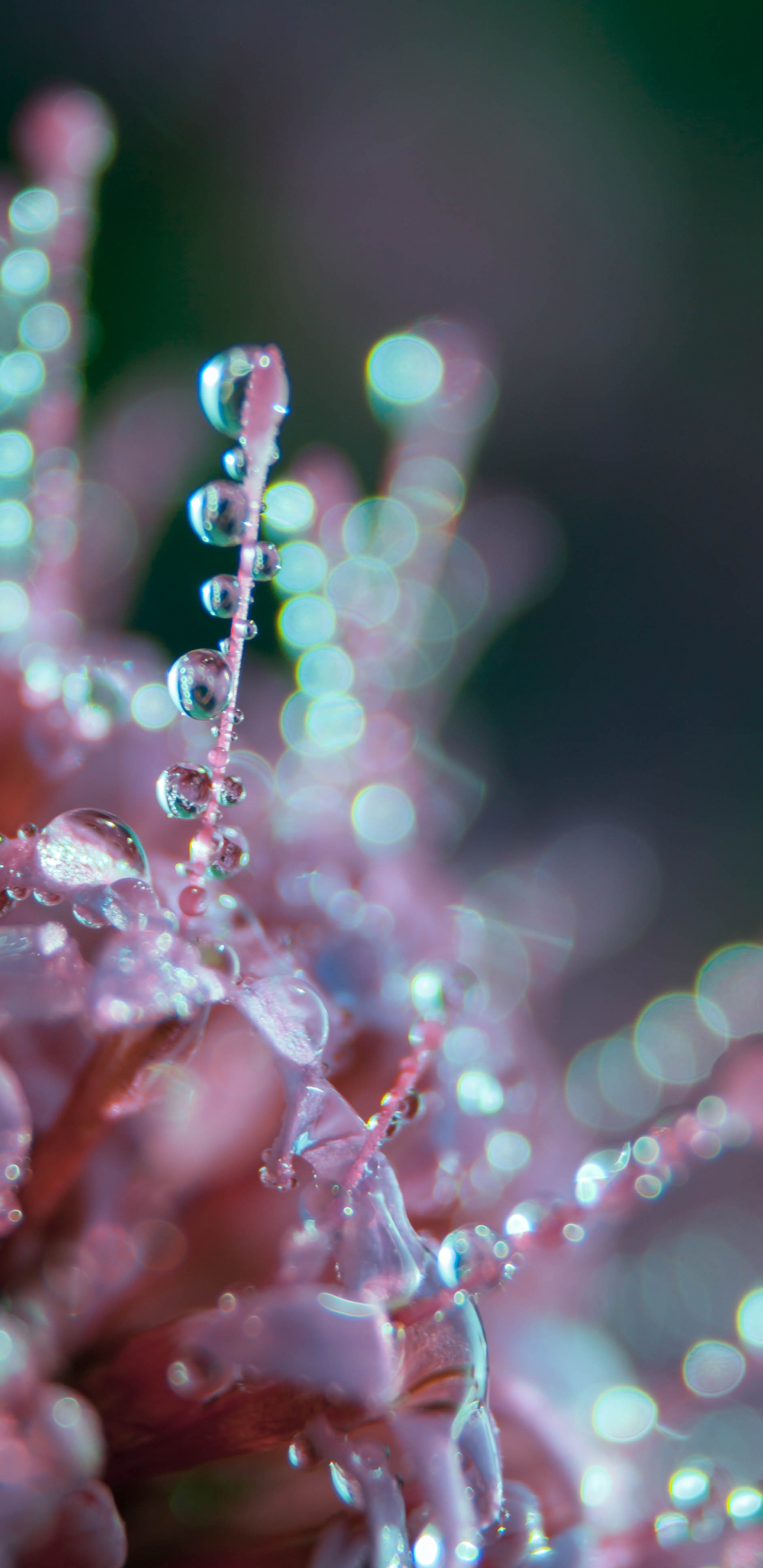 Water Droplets on Pink Plant. Wallpaper in 1440x2960 Resolution