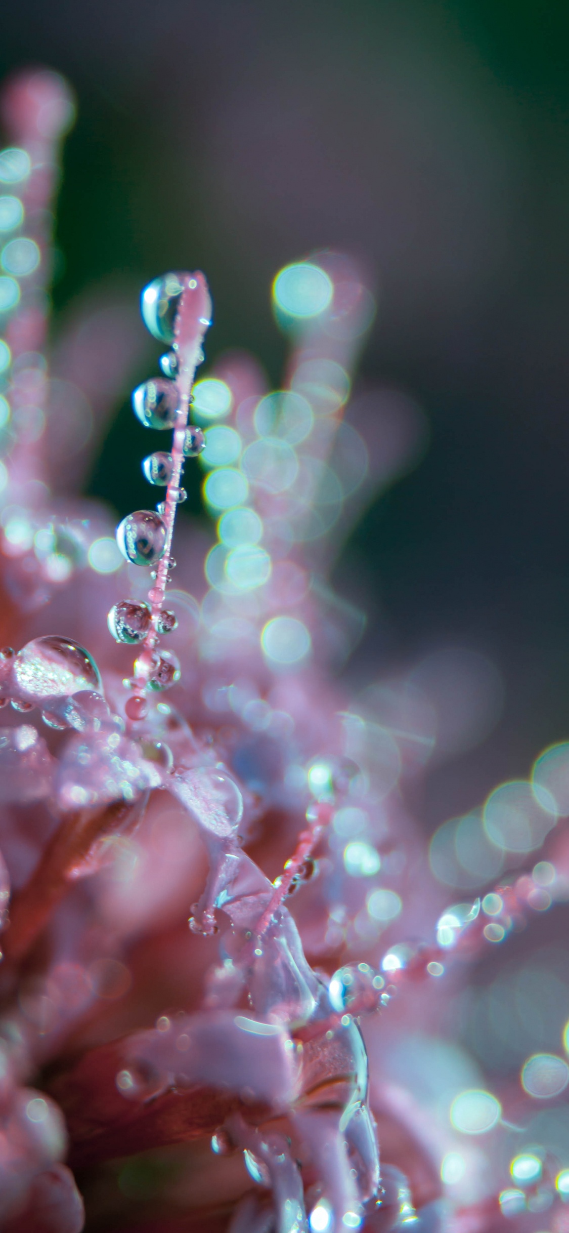 Gouttelettes D'eau Sur Plante Rose. Wallpaper in 1125x2436 Resolution