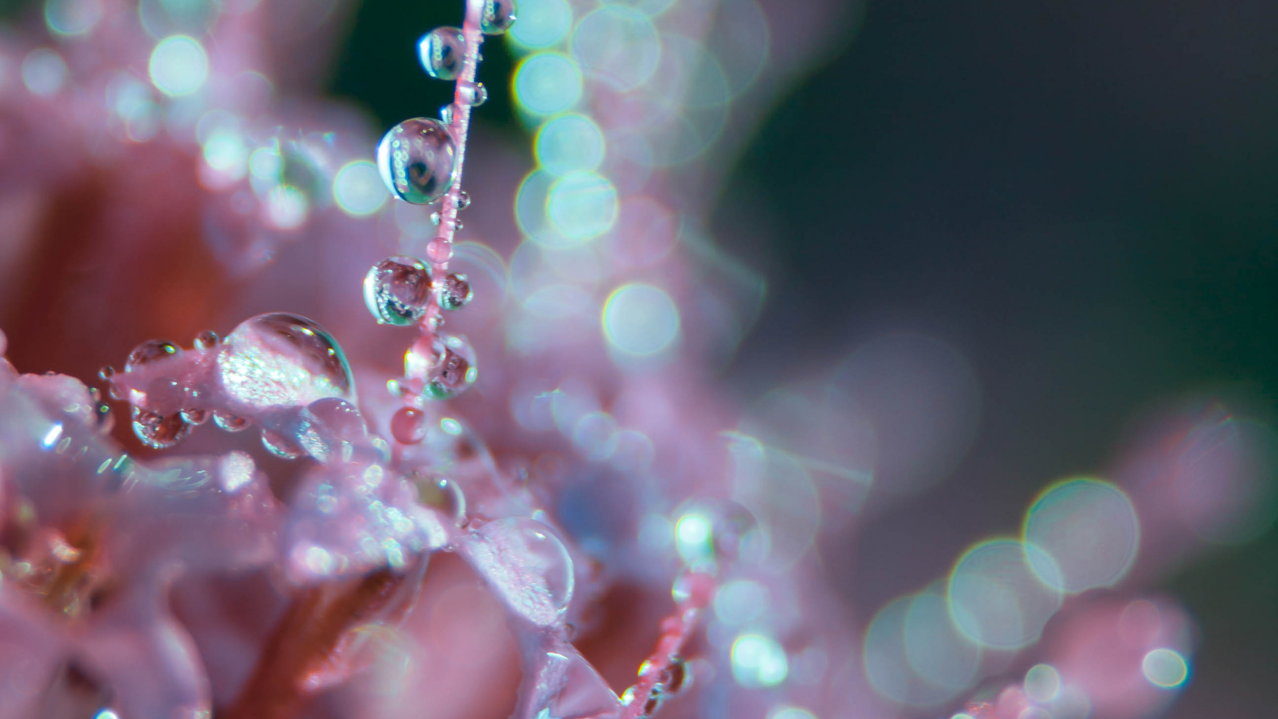 Gouttelettes D'eau Sur Plante Rose. Wallpaper in 2560x1440 Resolution