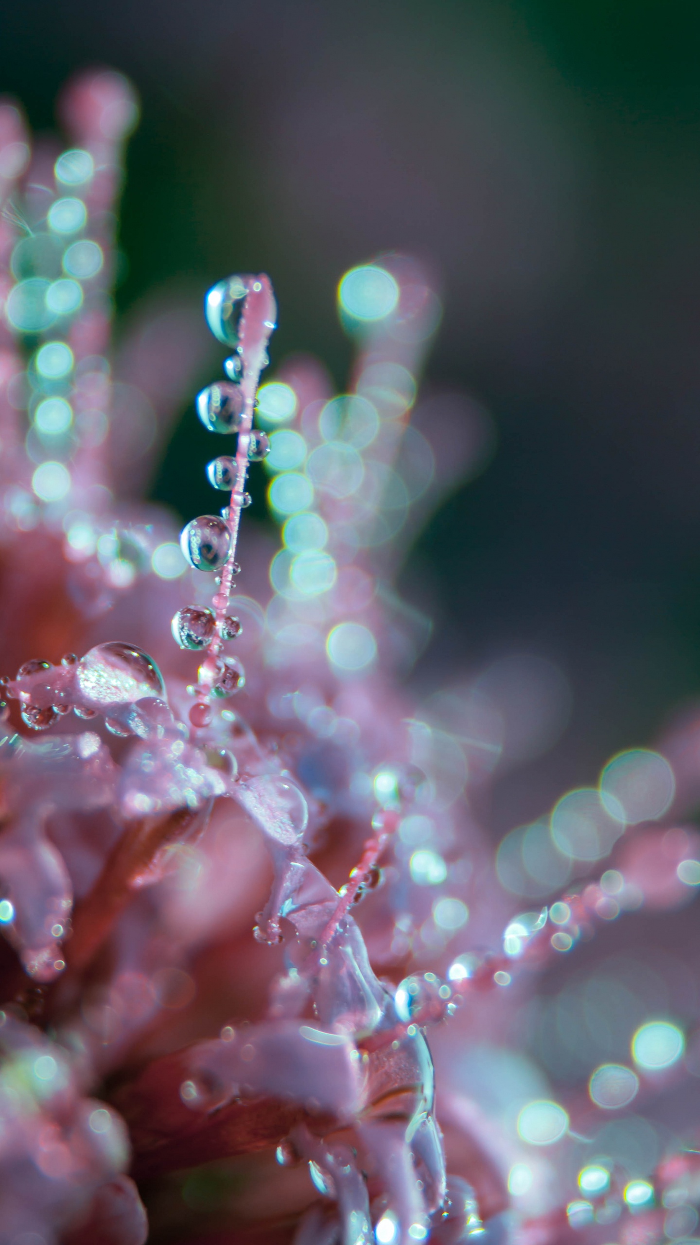 Wassertropfen Auf Rosa Pflanze. Wallpaper in 1440x2560 Resolution