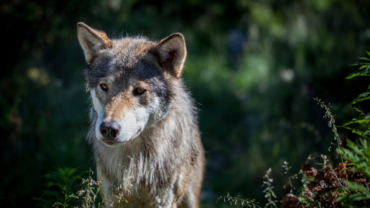 Loup Brun Sur L'herbe Verte Pendant la Journée. Wallpaper in 1280x720 Resolution