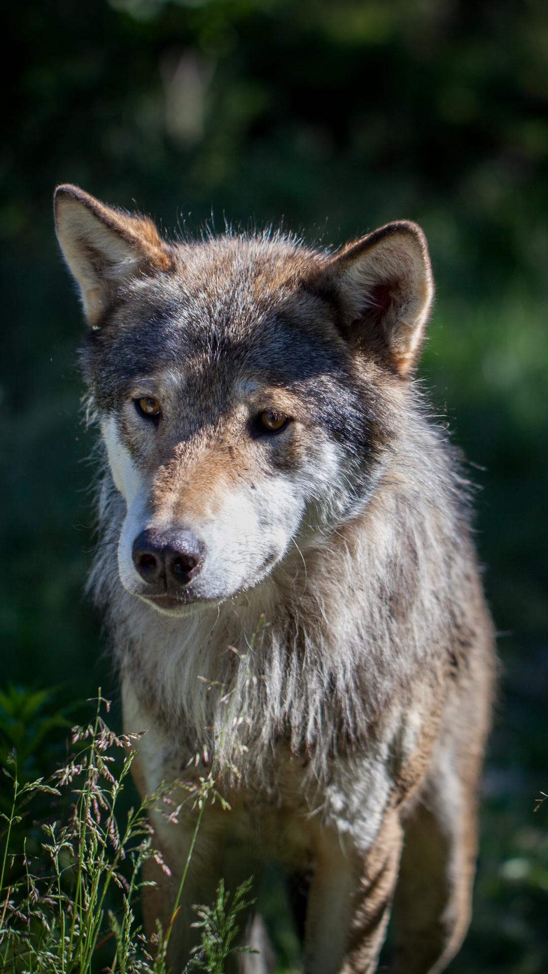 Brauner Wolf Auf Grünem Gras Tagsüber. Wallpaper in 1080x1920 Resolution