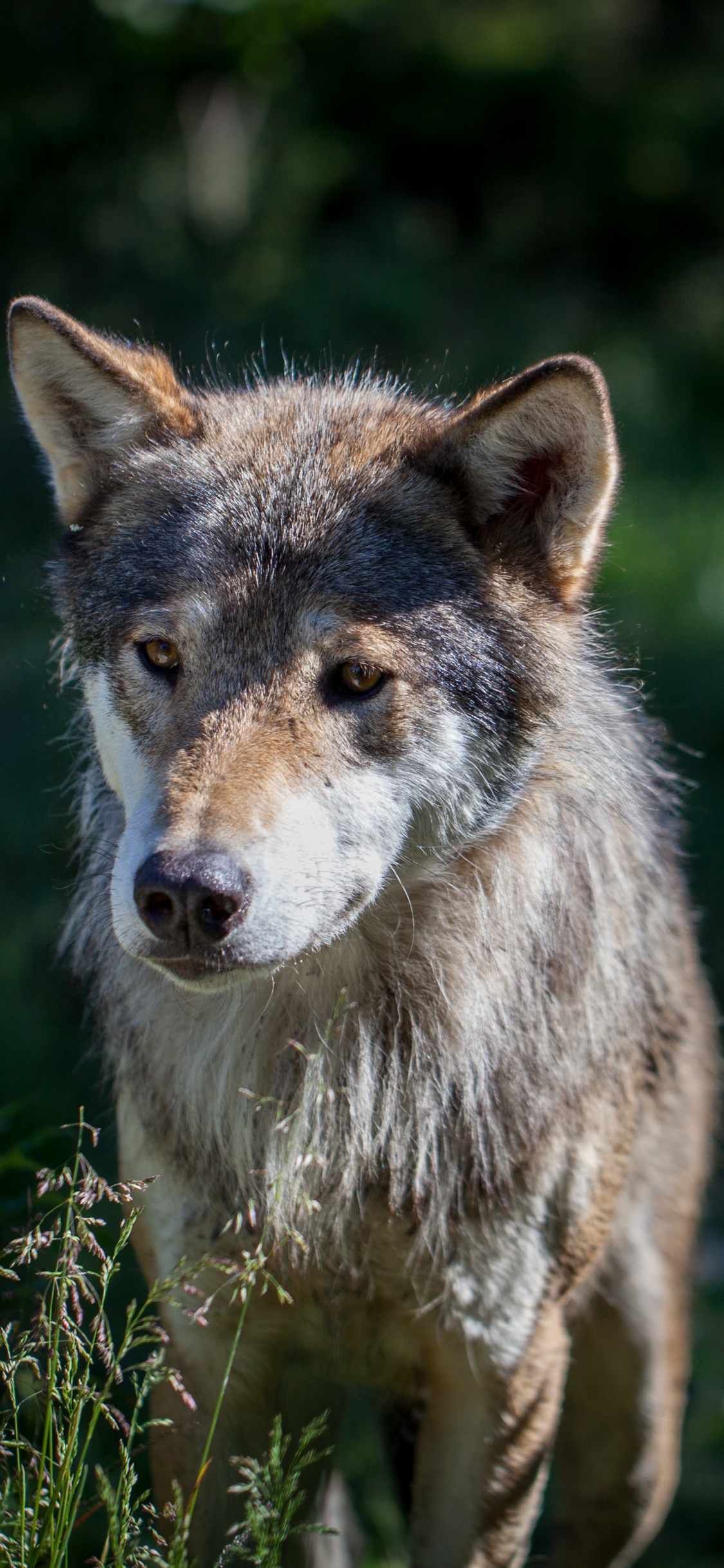 Brauner Wolf Auf Grünem Gras Tagsüber. Wallpaper in 1125x2436 Resolution