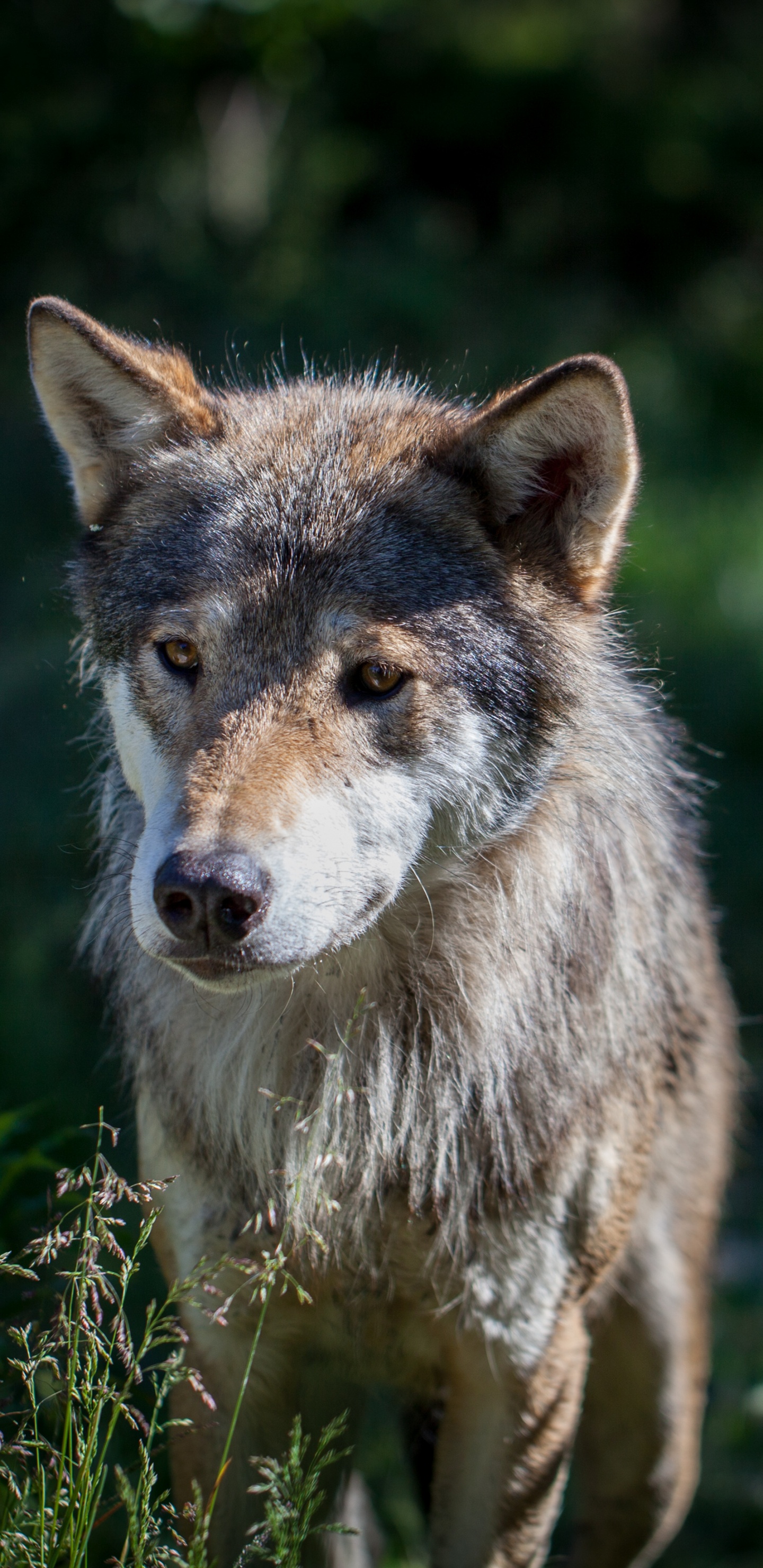 Brauner Wolf Auf Grünem Gras Tagsüber. Wallpaper in 1440x2960 Resolution