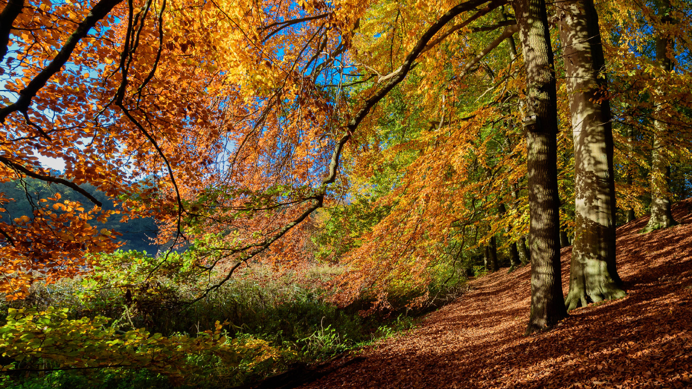 Arbres Bruns et Verts Sous Ciel Bleu Pendant la Journée. Wallpaper in 1366x768 Resolution