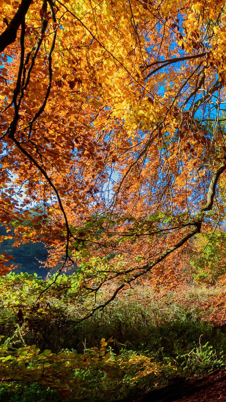 Arbres Bruns et Verts Sous Ciel Bleu Pendant la Journée. Wallpaper in 750x1334 Resolution
