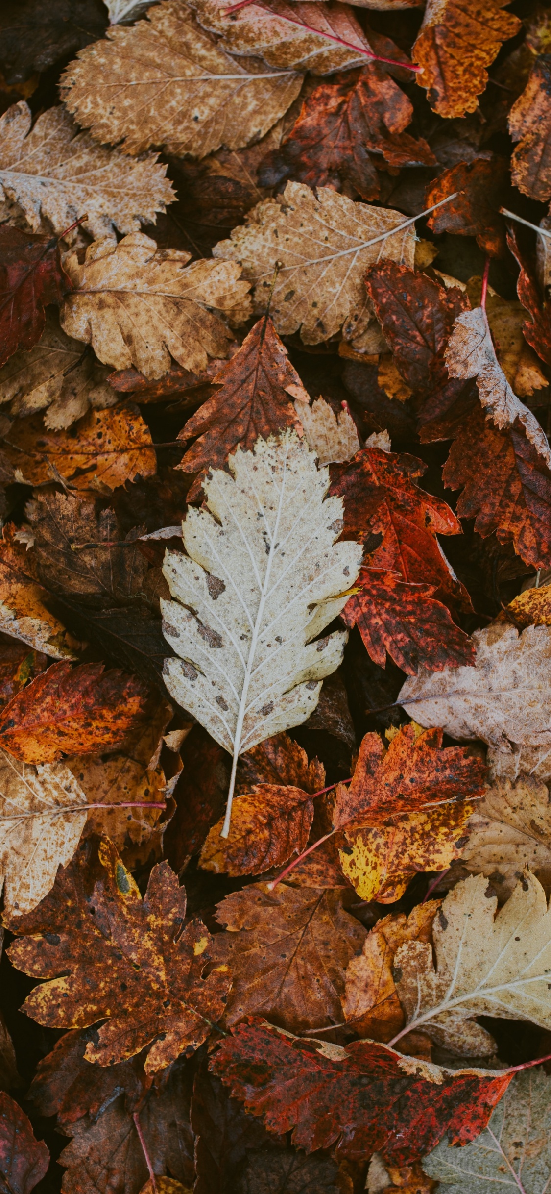 Blatt, Herbst, Flugzeug, Close Up, Flache Fokus. Wallpaper in 1125x2436 Resolution