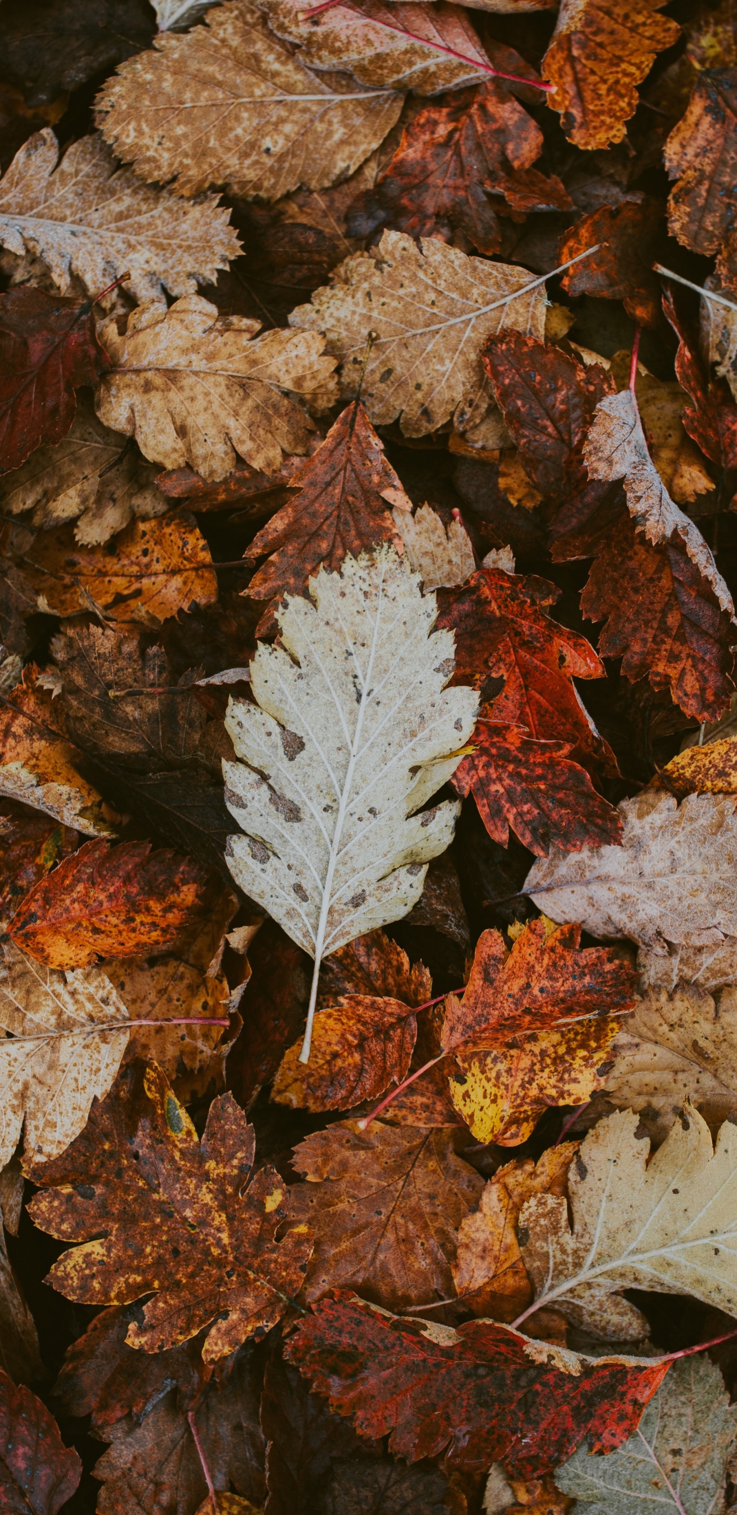Blatt, Herbst, Flugzeug, Close Up, Flache Fokus. Wallpaper in 1440x2960 Resolution