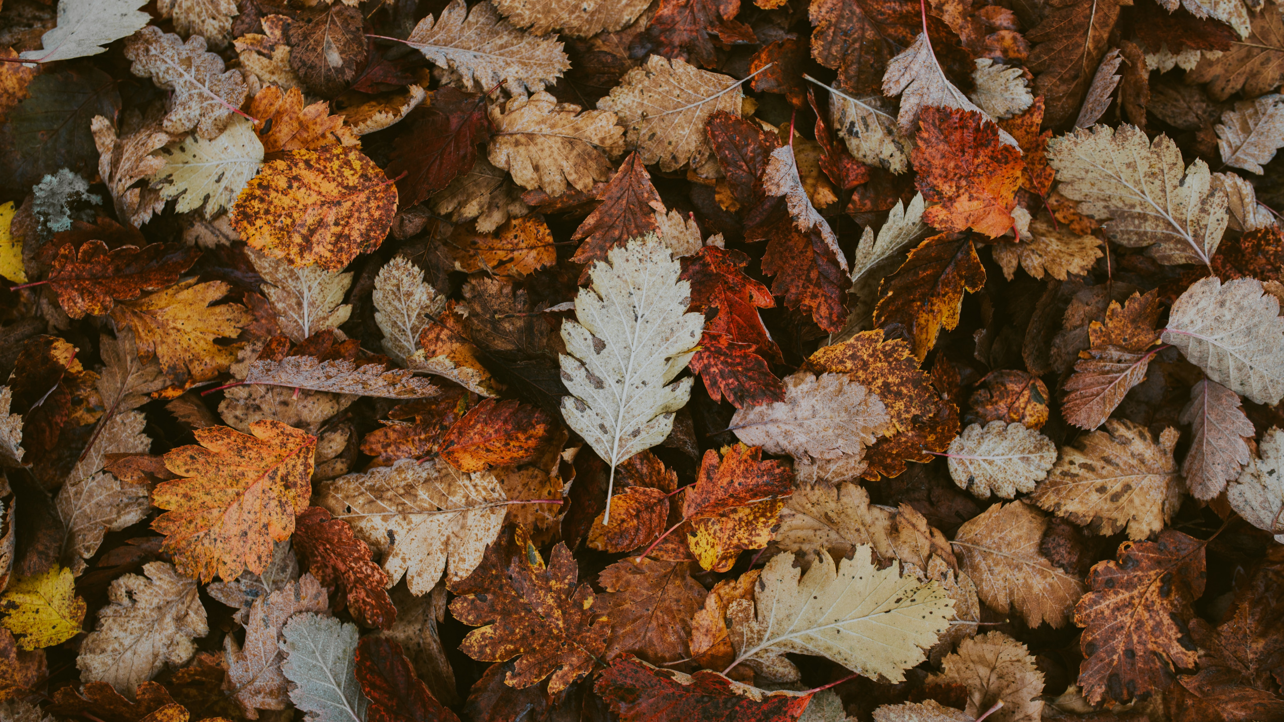 Leaf, Autumn, Plant, Flower, Plane. Wallpaper in 2560x1440 Resolution